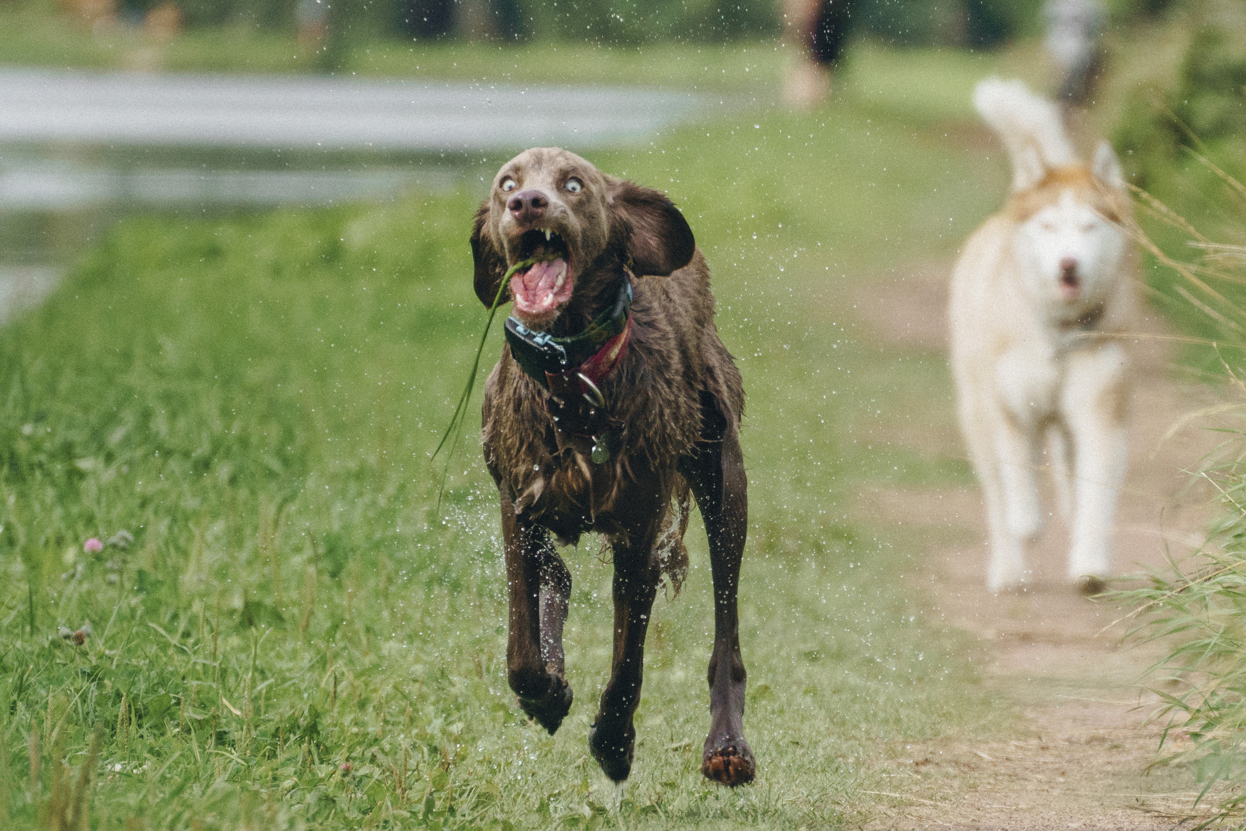 Ваши фотографии. Фотограф анималист Осипчикова Мария