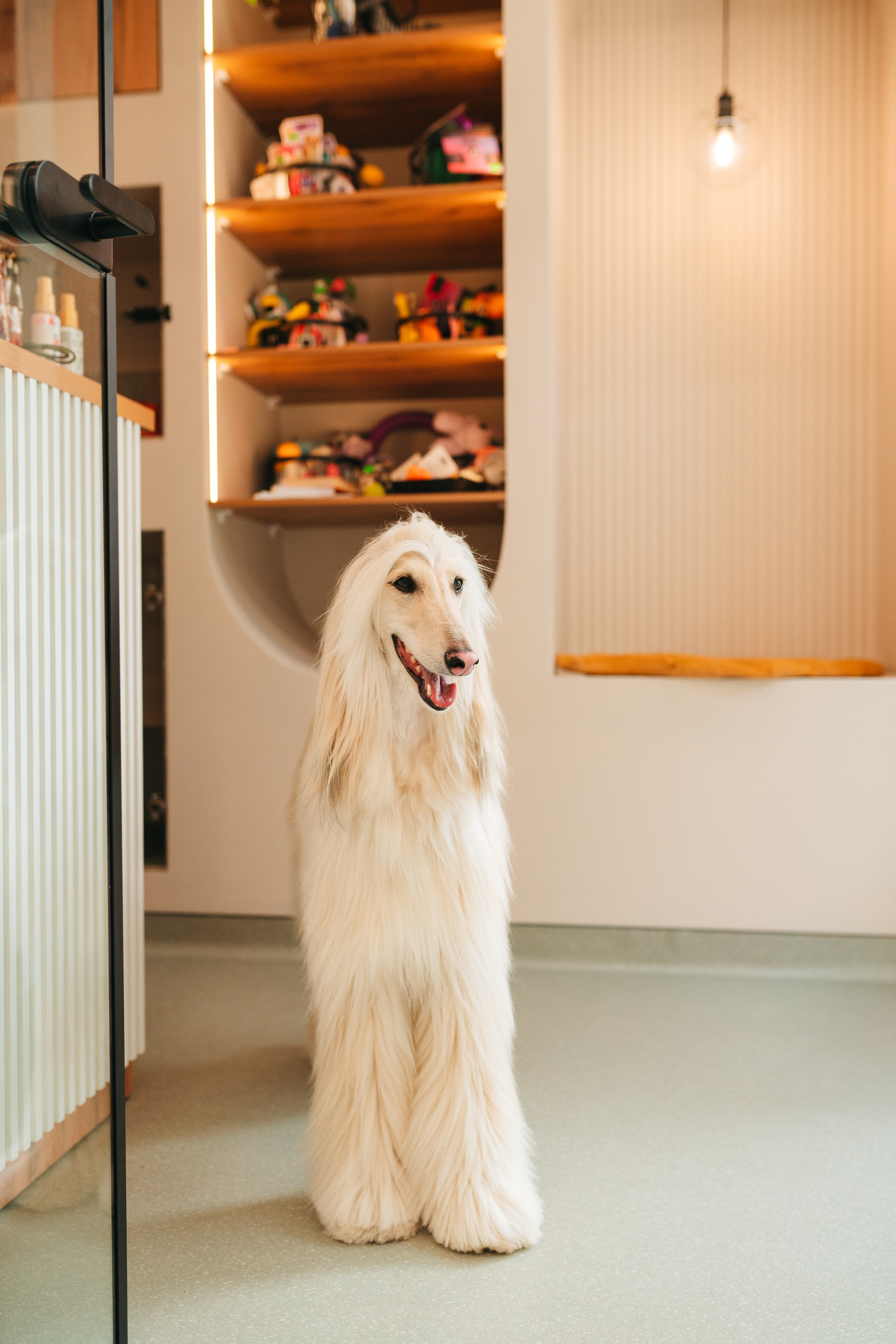 Груминг — салон. Фотограф анималист Осипчикова Мария