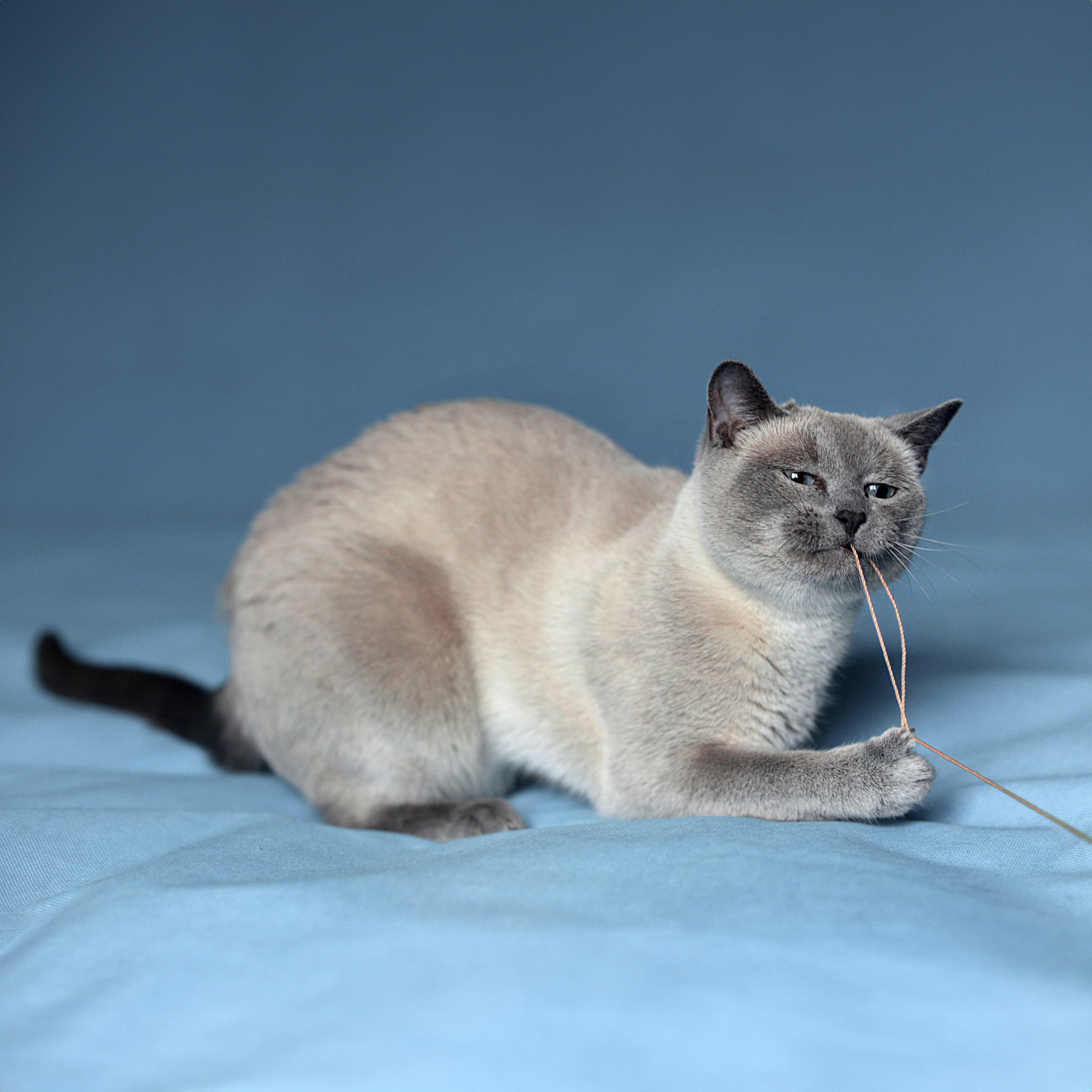 Любимые питомцы. Наталия Моргунова. Фотограф в Королеве и Москве