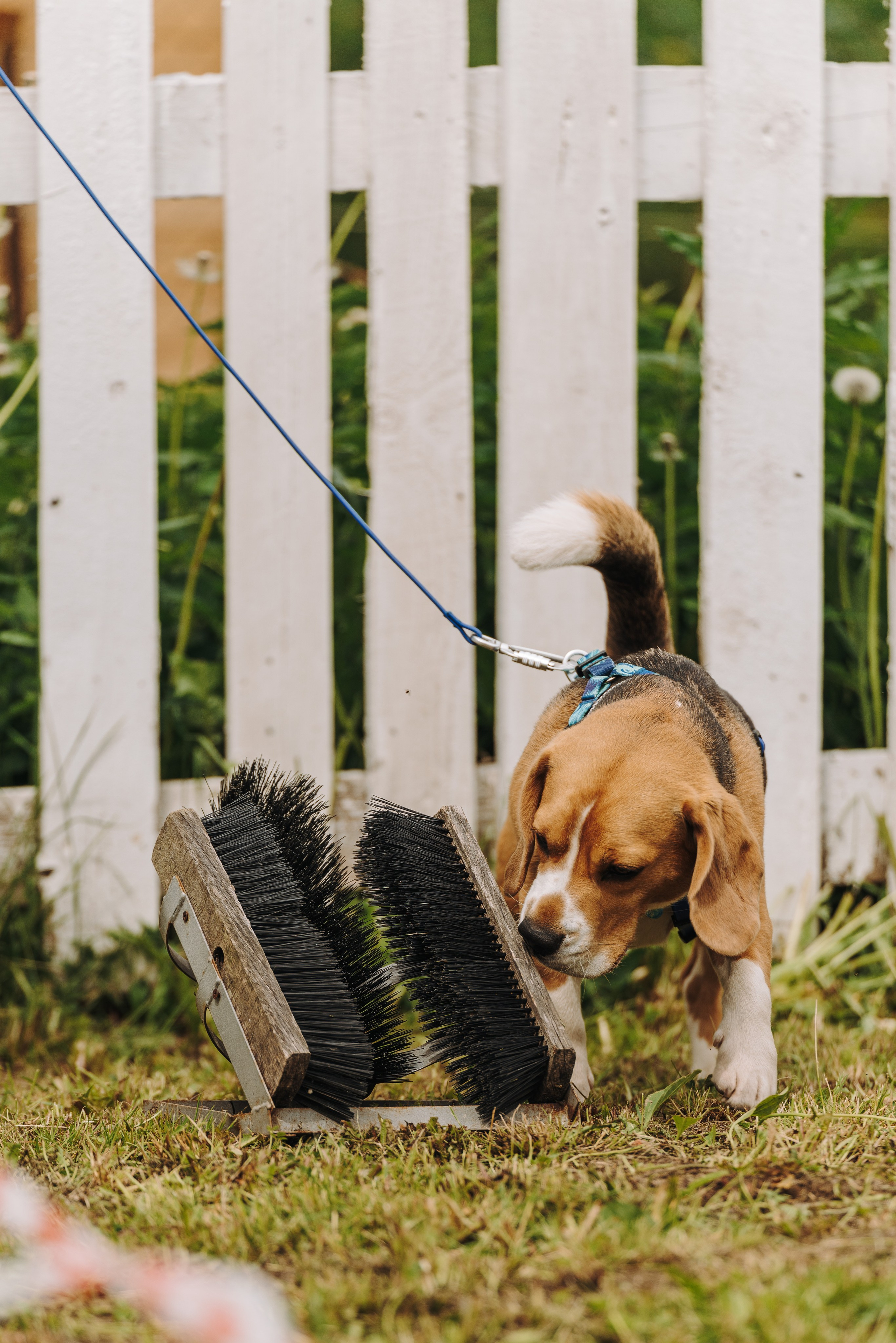 Соревнования по ноузворку. Фотограф анималист в Спб недорого Олеся Майорова