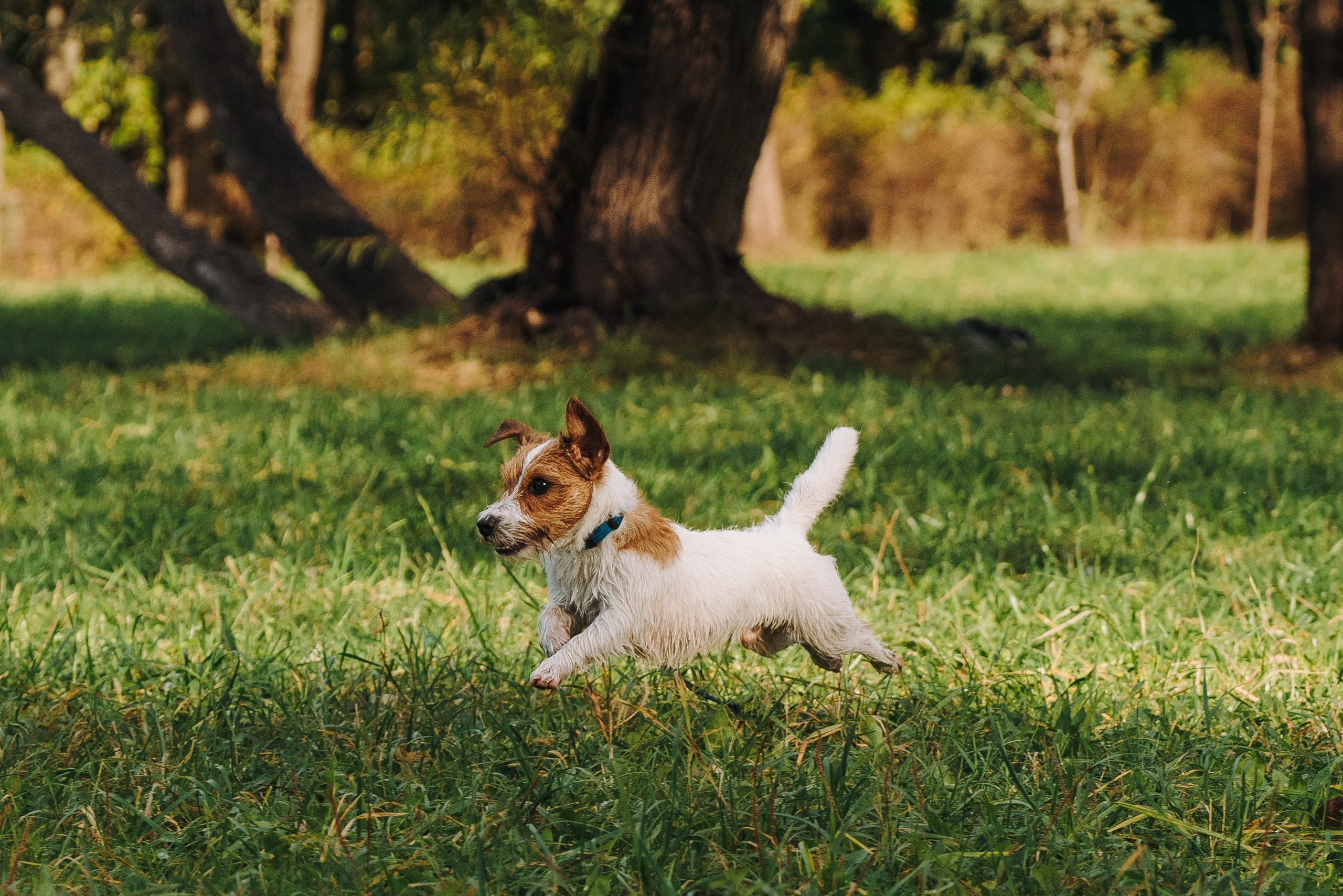 Фотосессия с маленькой собакой Спб. Фотограф анималист в Спб недорого Олеся Майорова