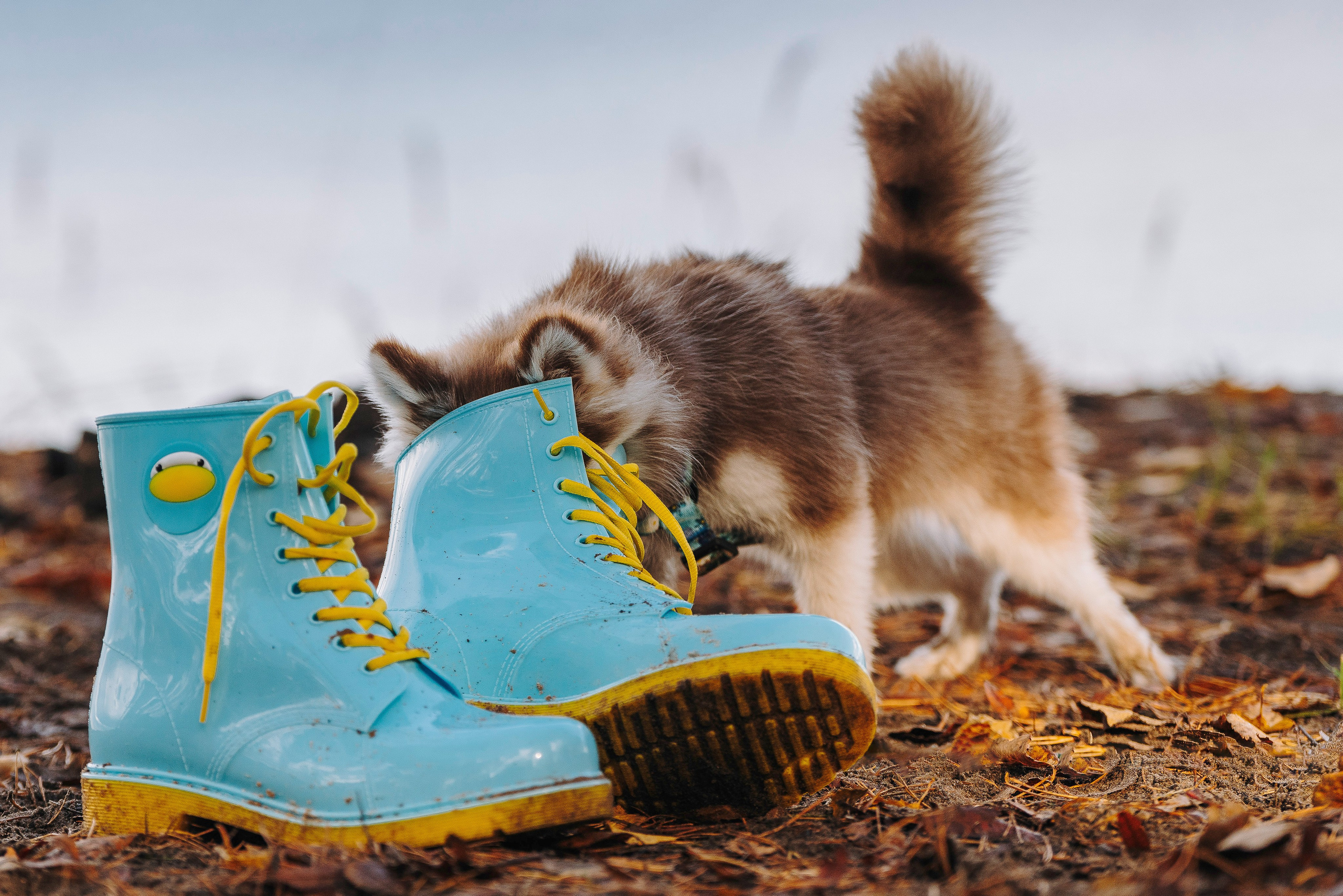 Катерина и Дрэка. Фотограф анималист в Спб недорого Олеся Майорова