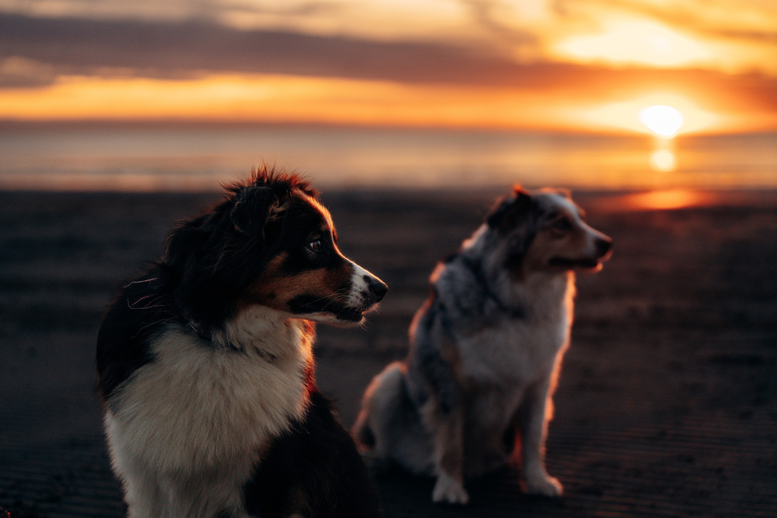 Фотограф анималист в Спб. Фотограф анималист в Спб недорого Олеся Майорова