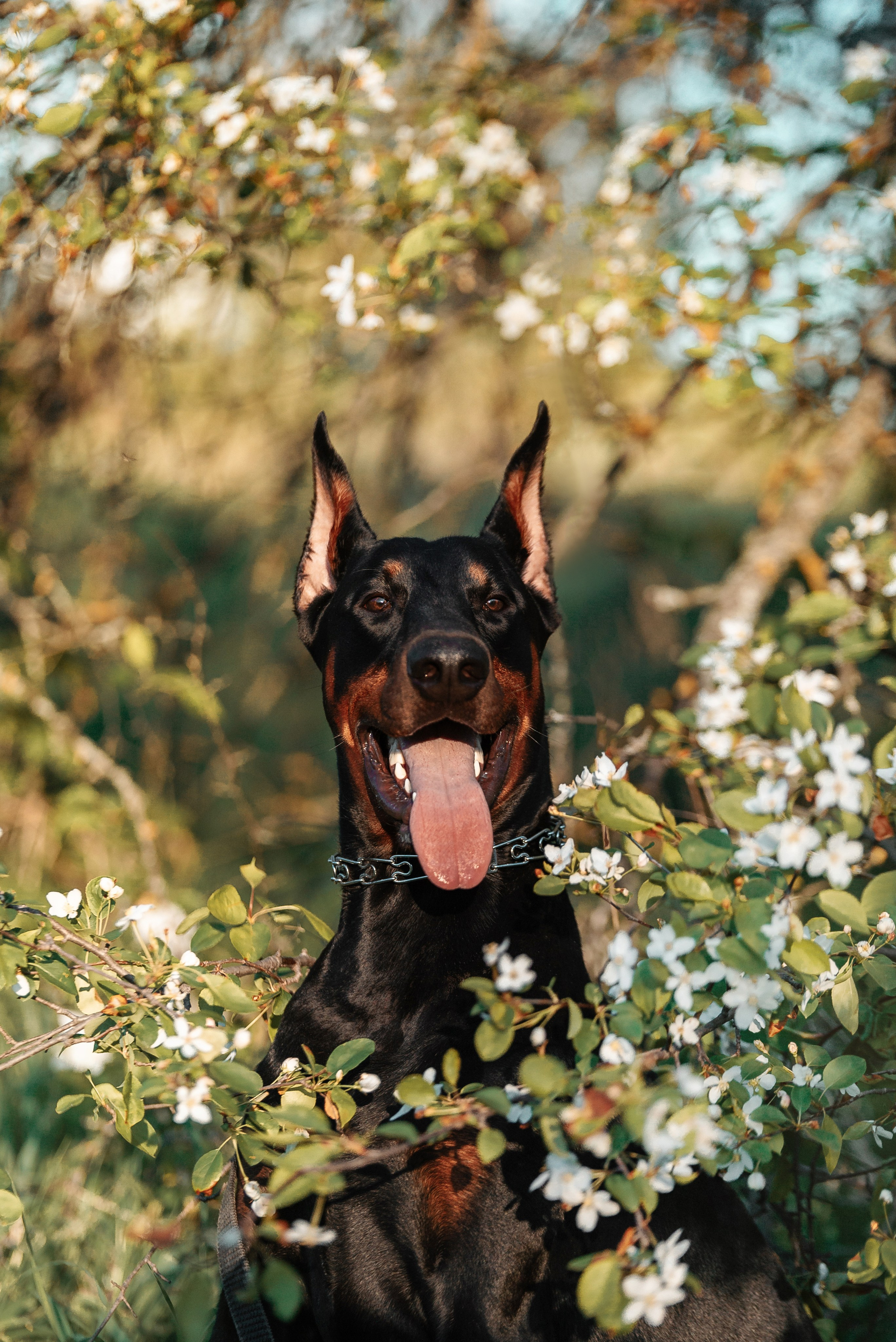 Юля, Андрей и Арес. Фотограф-анималист Анастасия Парфенова|Екатеринбург