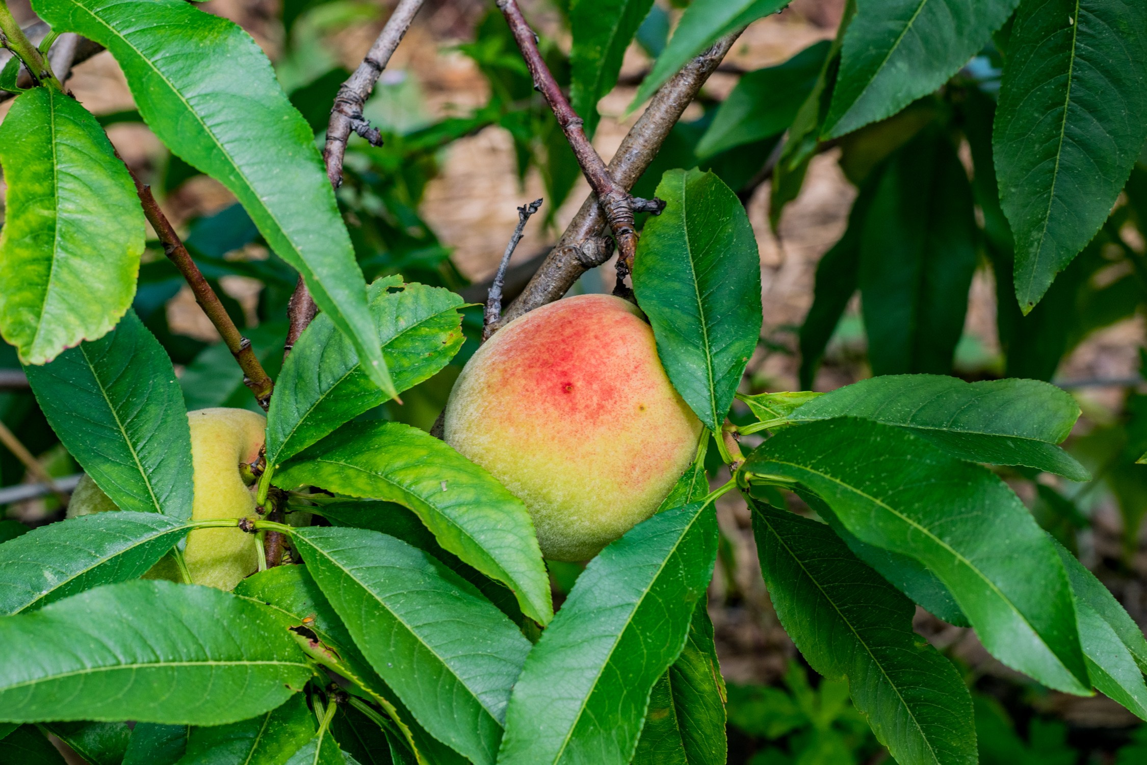 Антон Курдюмов фотограф в Хабаровске Рина Курдюмова фото27 foto27 Антон Дорофеев репортажный репортаж документалист Тони и Рина фотосоздатели Виноградники Хехцир 2024 Хабаровск виноград дикий фермер фермерство дачный сезон