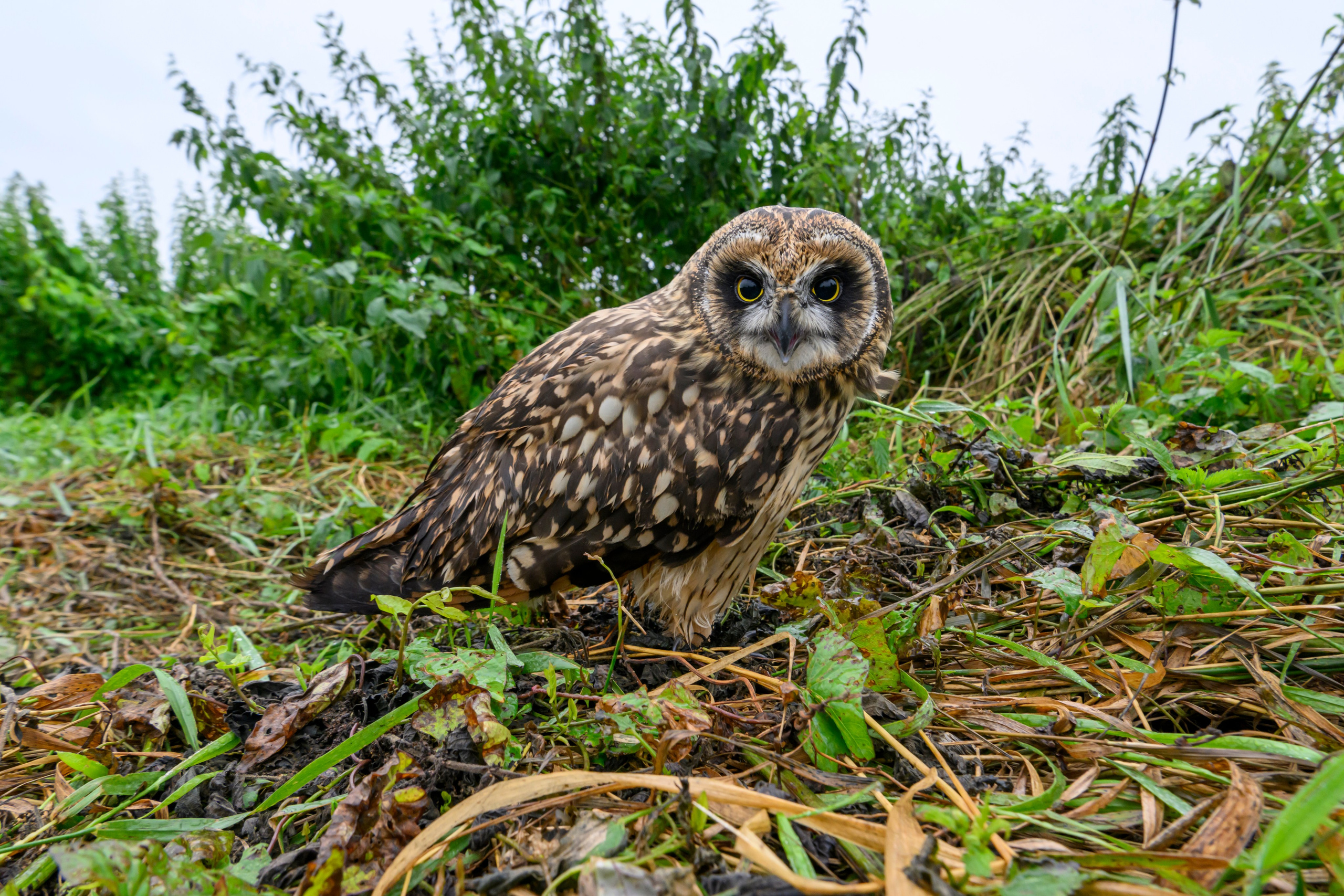 Фотосессия совенка | Owlet photo session. Фотограф Сергей Пупонин