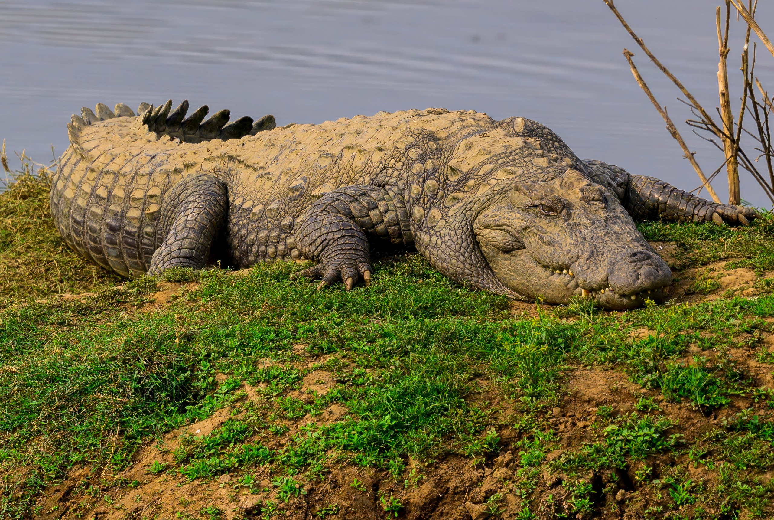 Раджастан, Индия. Wildlife photography by Sergey Puponin
