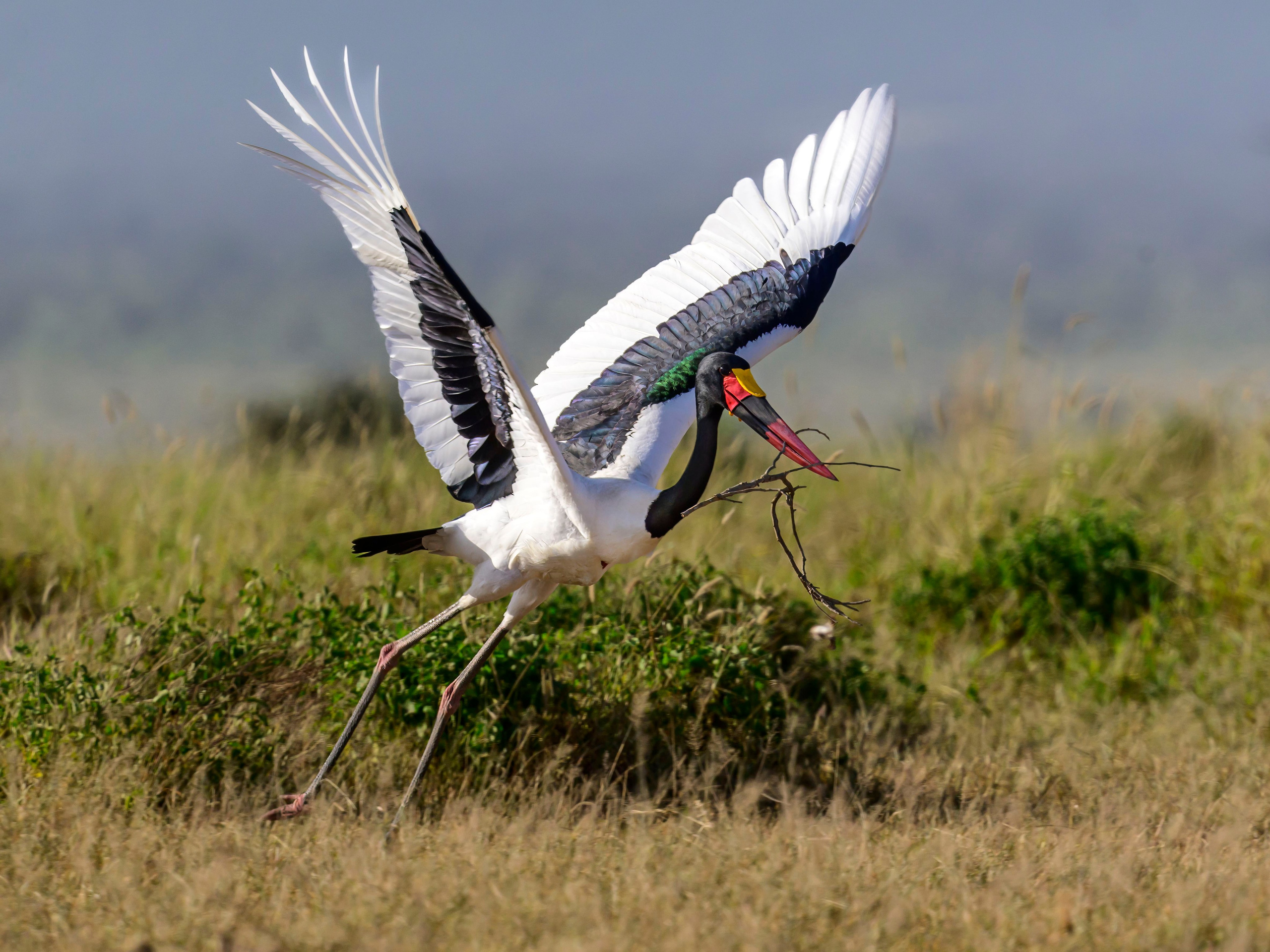 Кения. Wildlife photography by Sergey Puponin