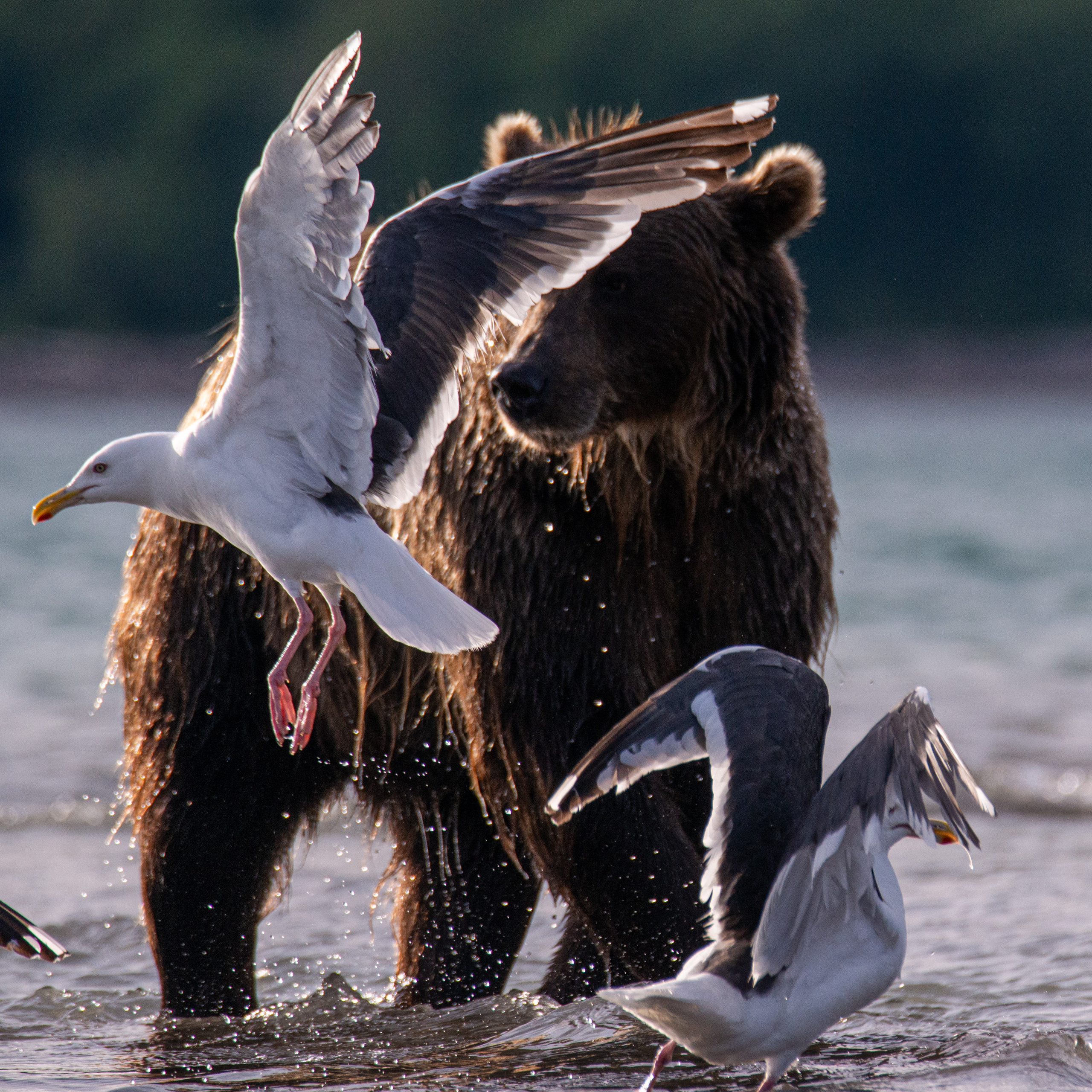 Камчатка — земля медведей. Игорь Иванко — Репортажный и событийный фотограф. Москва