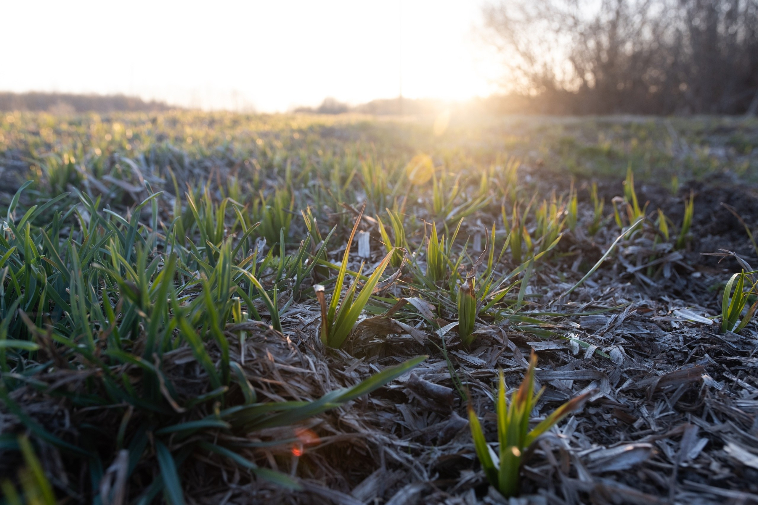 Село Васильевское. Фотограф в Москве Максим Скоробогатов