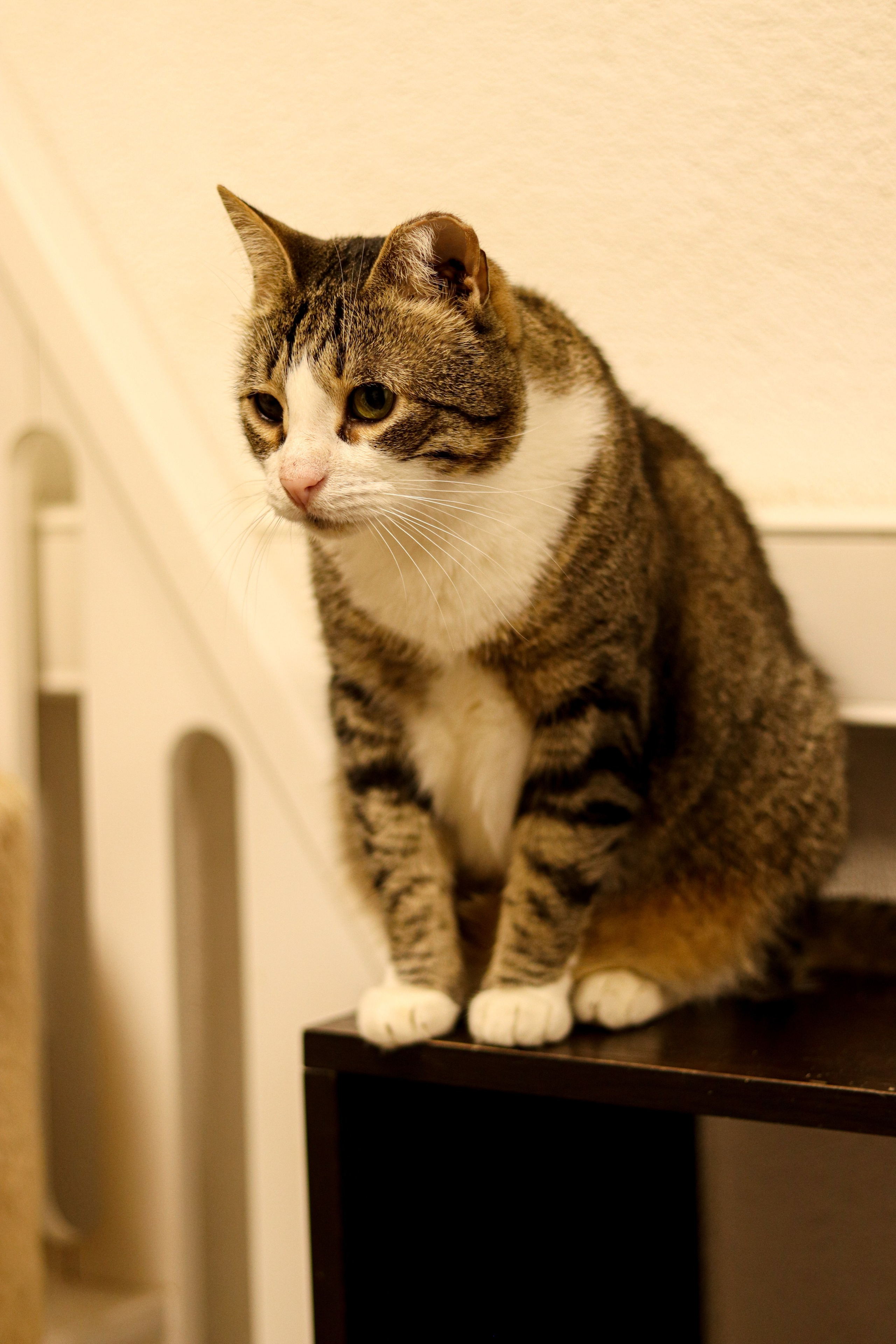 Петербургский дом кота (27 июня 2024). Ивентный фотограф в Санкт-Петербурге Олег Комков