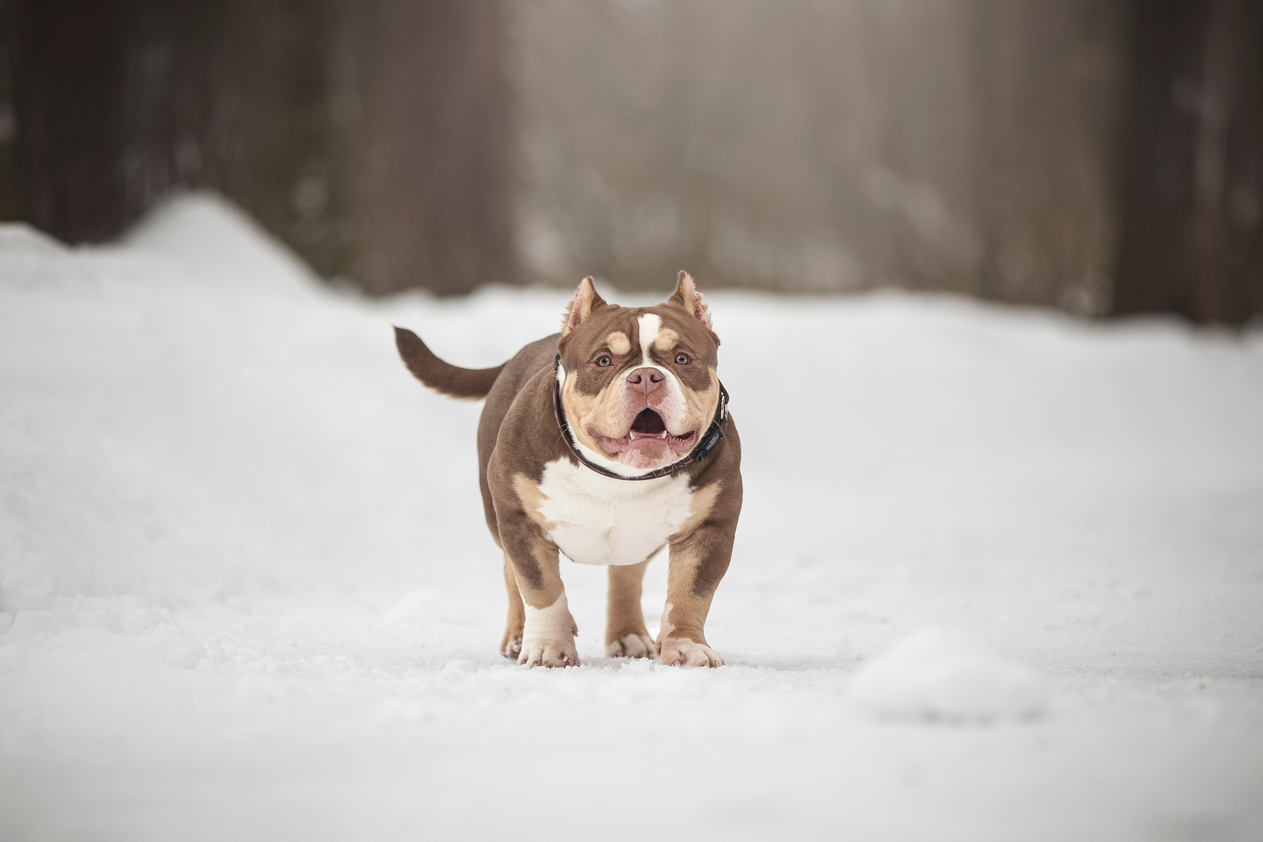 Американские булли. Фотограф анималист в Москве Майорова Евгения