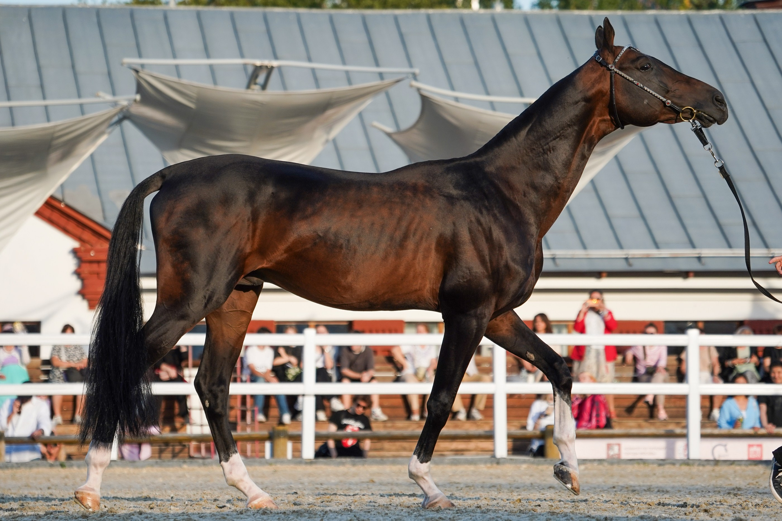 Чемпионат лошадей чистокровной ахалтекинской породы «КУБОК РОССИИ — 2024». Фотограф-анималист, портретный фотограф в Чебоксарах Мария Садыкова