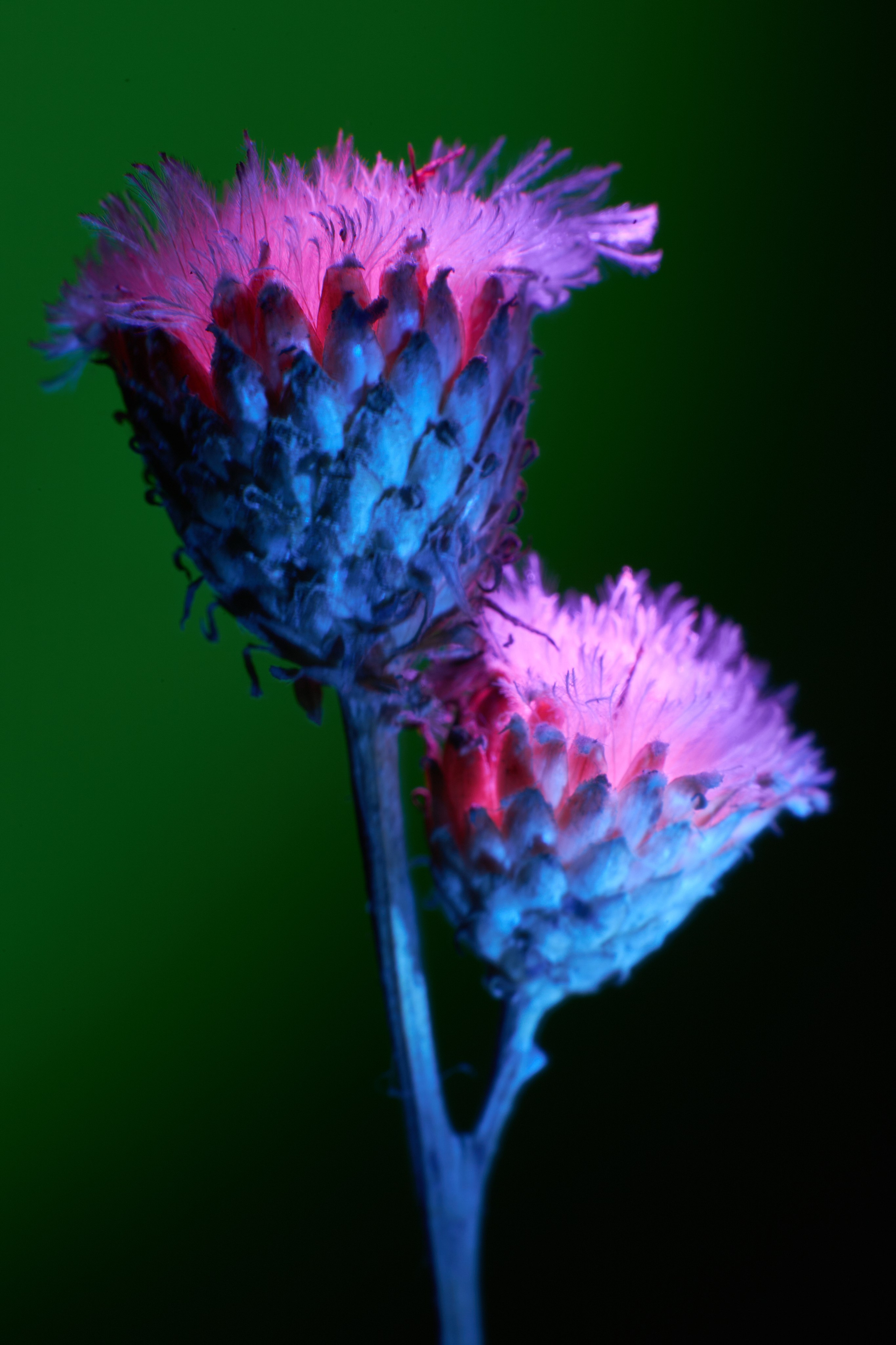 «Красок Тьма Полна». Арт-фотограф во Владивостоке Дмитрий Осипчук