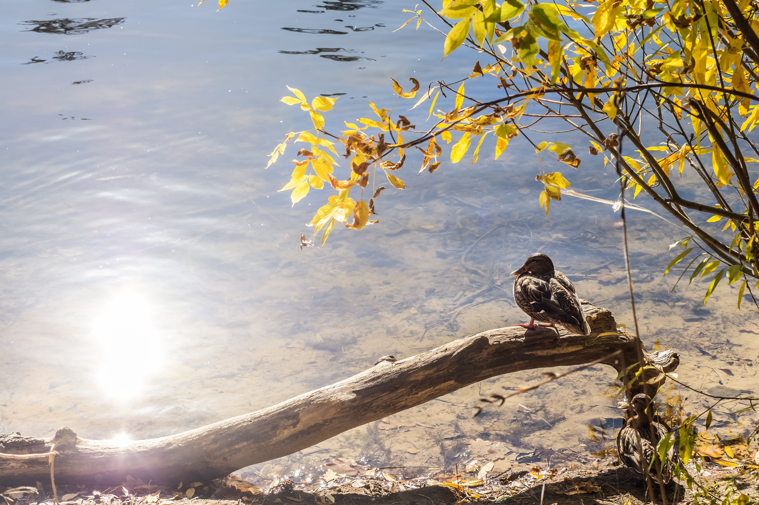 Красота Заречного. Репортажный, семейный и детский фотограф в Пензе и Заречном Арина Ермилова. Картины барельеф на заказ