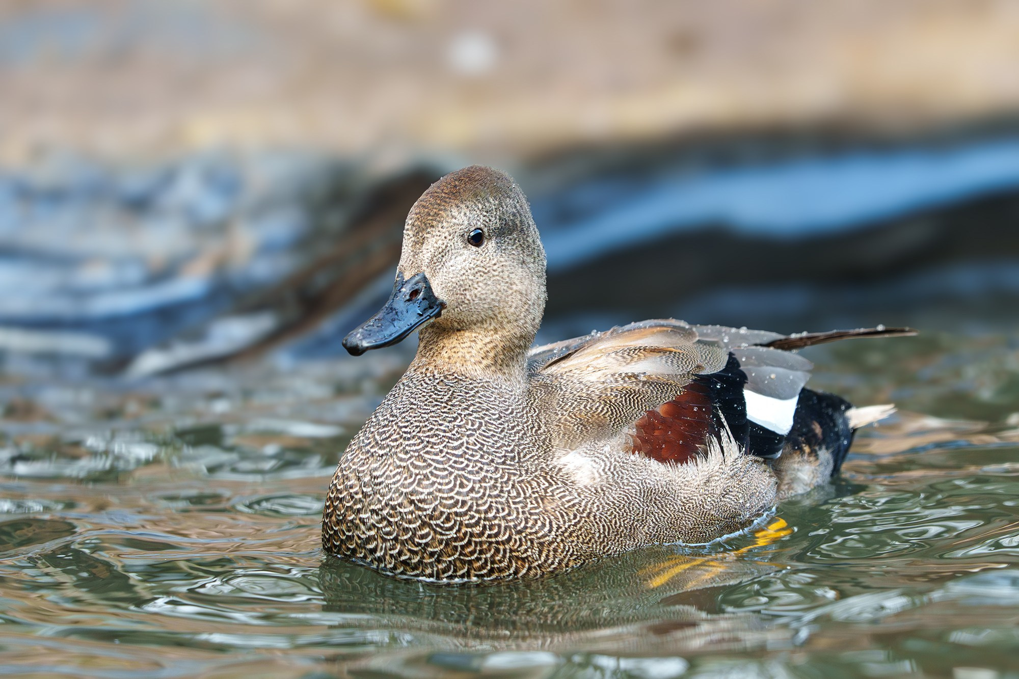 Удивительные мир птиц. Вокруг нас столько прекрасного — присмотритесь!. Ваш личный фотограф Марина Волкова