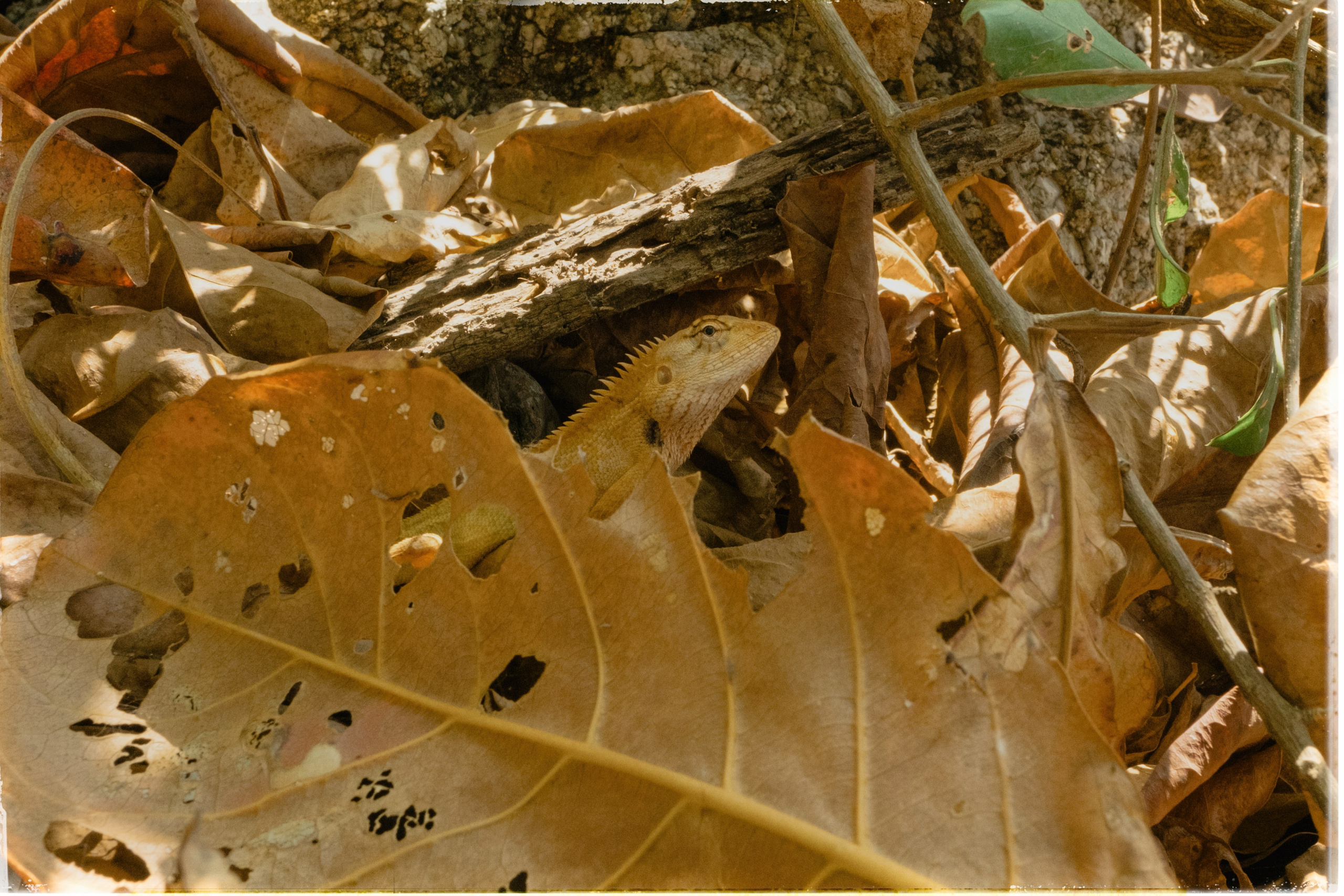 Таиланд. Портретный и репортажный фотограф в Санкт-Петербурге Дарья Сибирякова