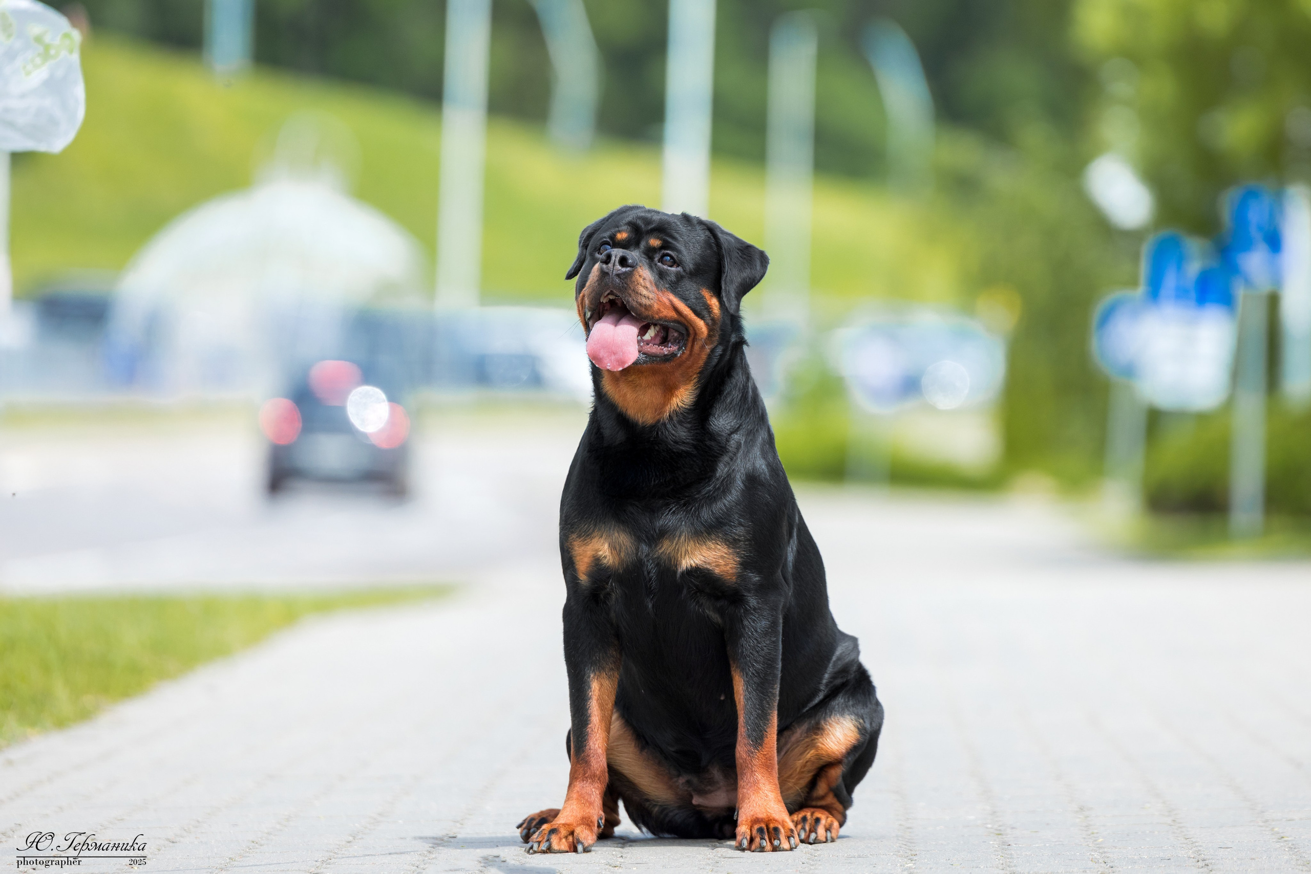 Минск 31.05-1.06.2025. Фотограф-анималист Юлия Германика