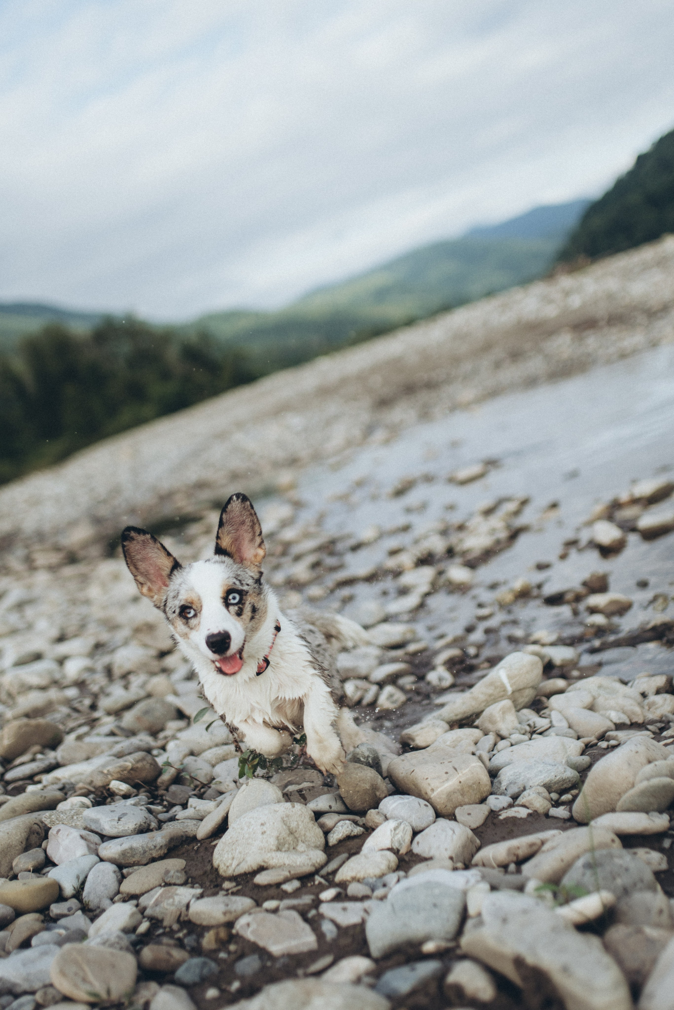 🐕 Катя и Дима 🐕. Фотограф в Сочи — Маргарита Поганова