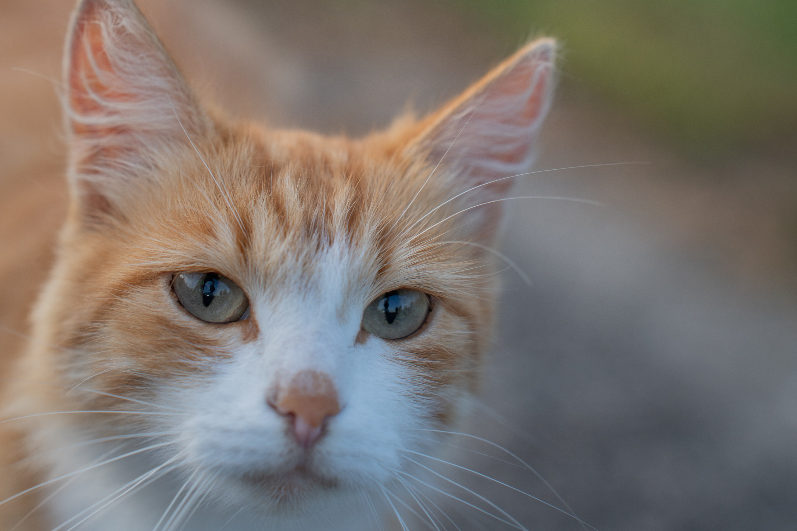 Анимализм. Портретный фотограф Олеся Владимирова в Москве