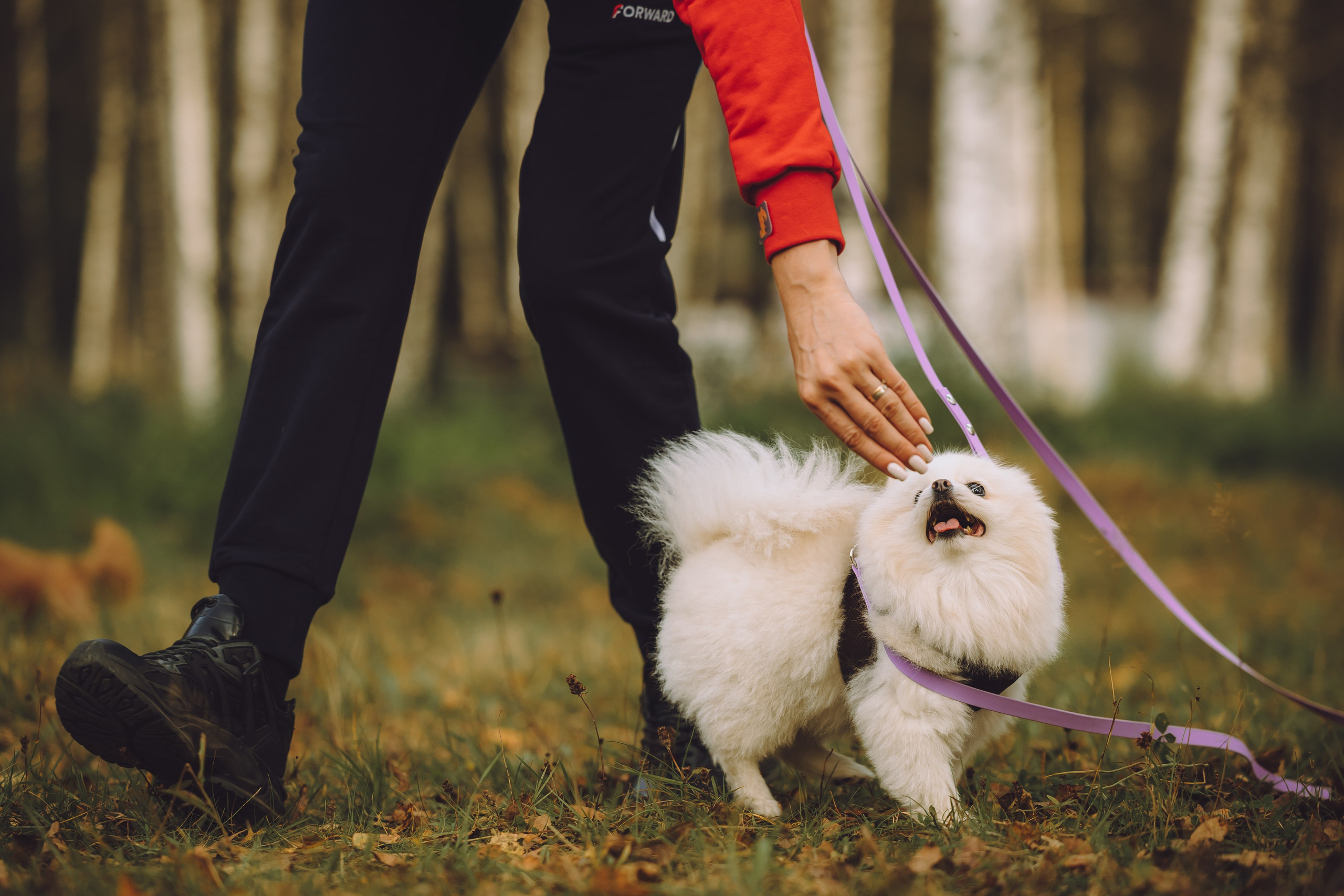 Выездной дог-тренинг от школы «Шерсть имею», Тованово