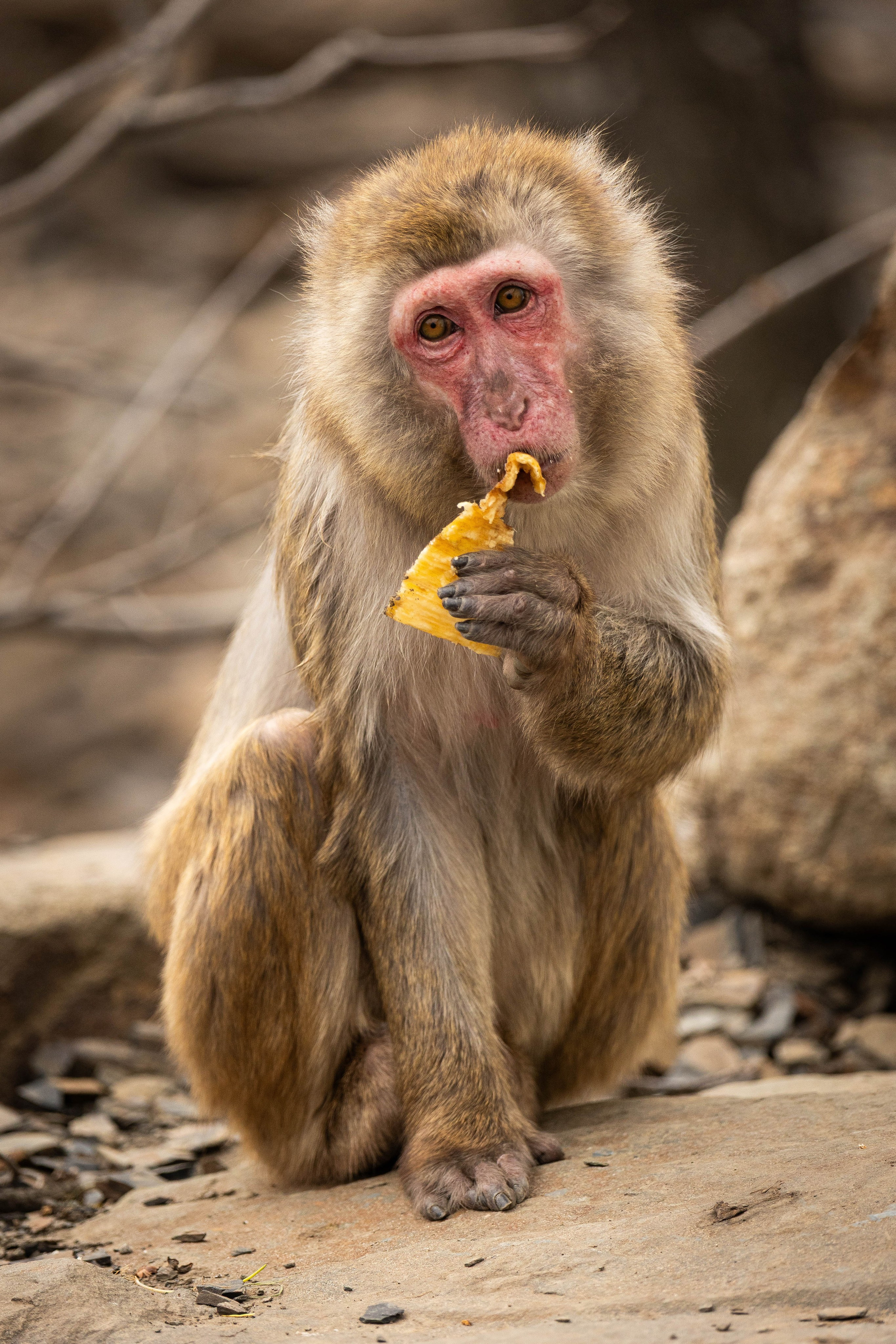 Парк Малинки 2026. Фотограф-АниМалист Анна Абрамова