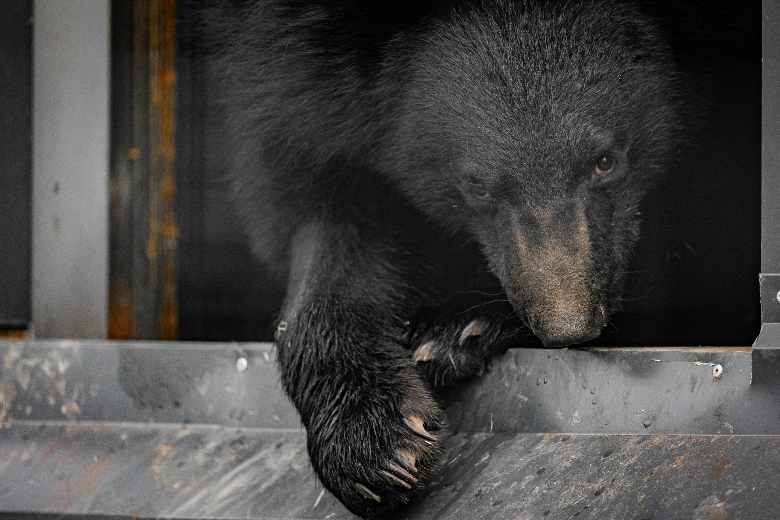Парк Малинки 2026. Фотограф-АниМалист Анна Абрамова