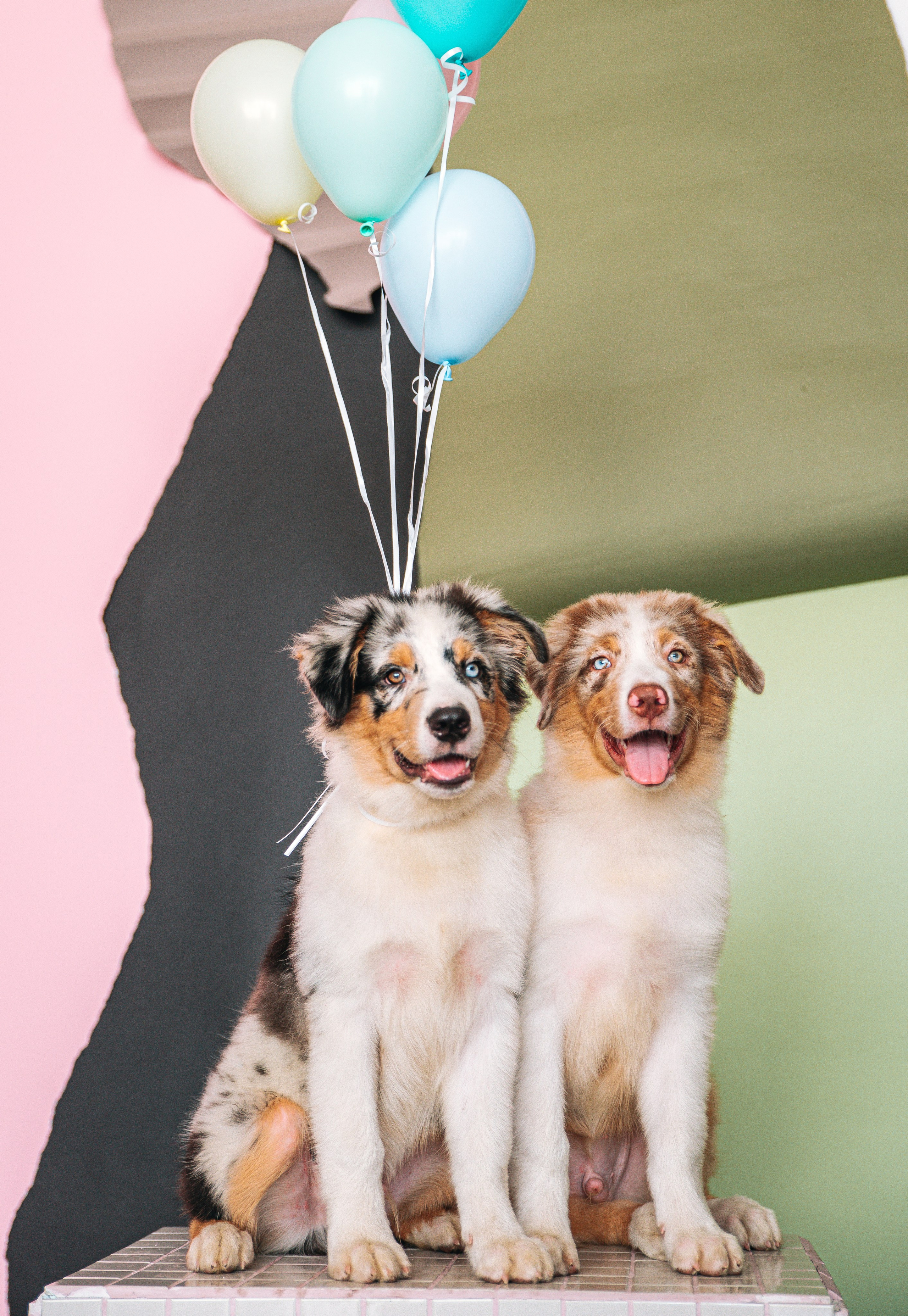 Аусси щенки студия. Главная