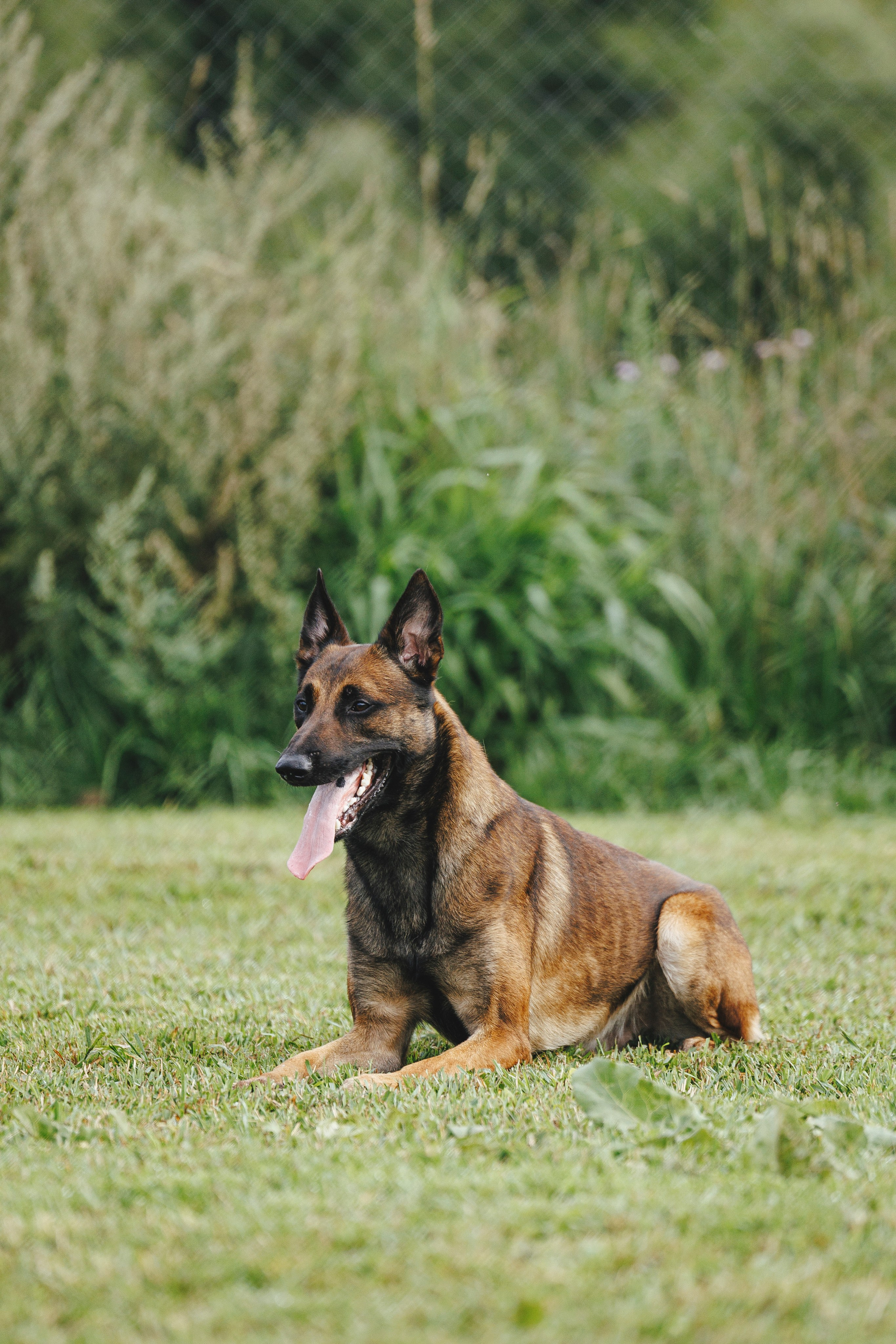 08.08.25-10.08.25 ЧР по мондьорингу г. Вологда. Фотограф-анималист Анна Маринич