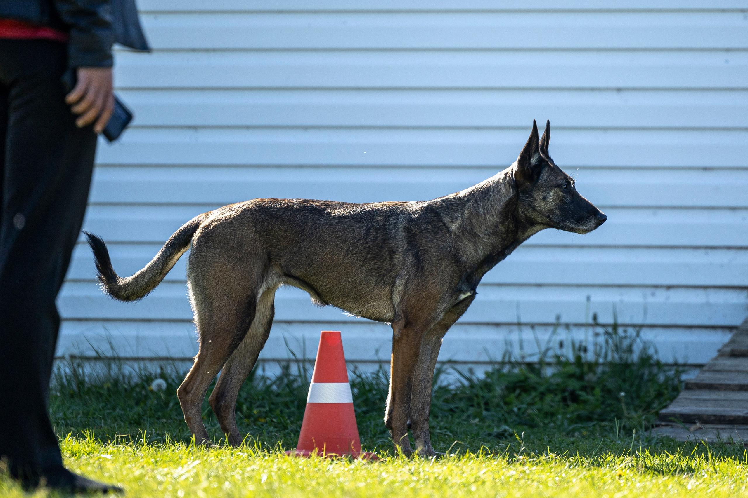 Испытания по мондьорингу в Нижнем Новгороде. Фотограф-анималист Анна Маринич
