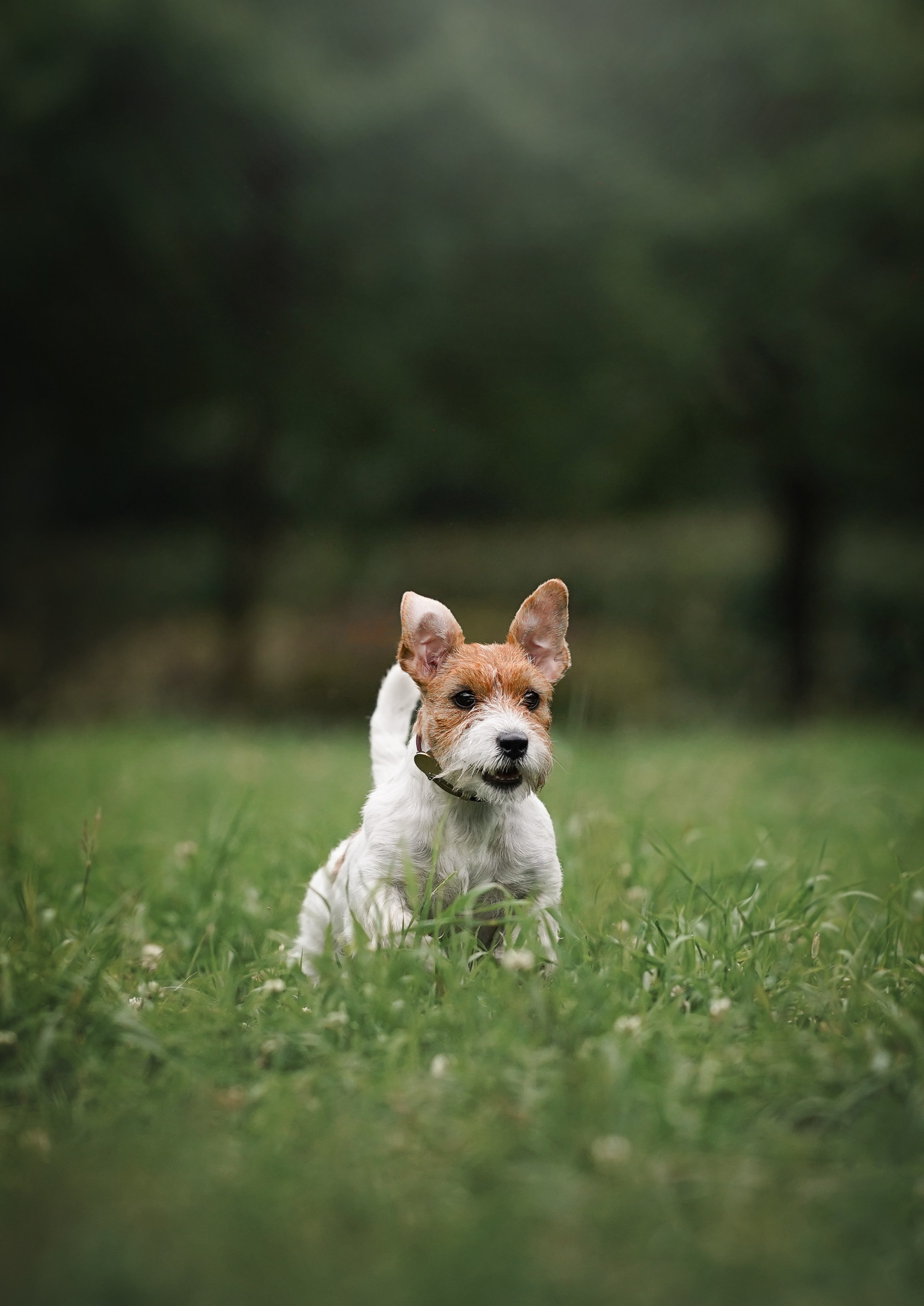 Люба и Тося. Фотограф-анималист в Санкт-Петербурге Яна Мартынова