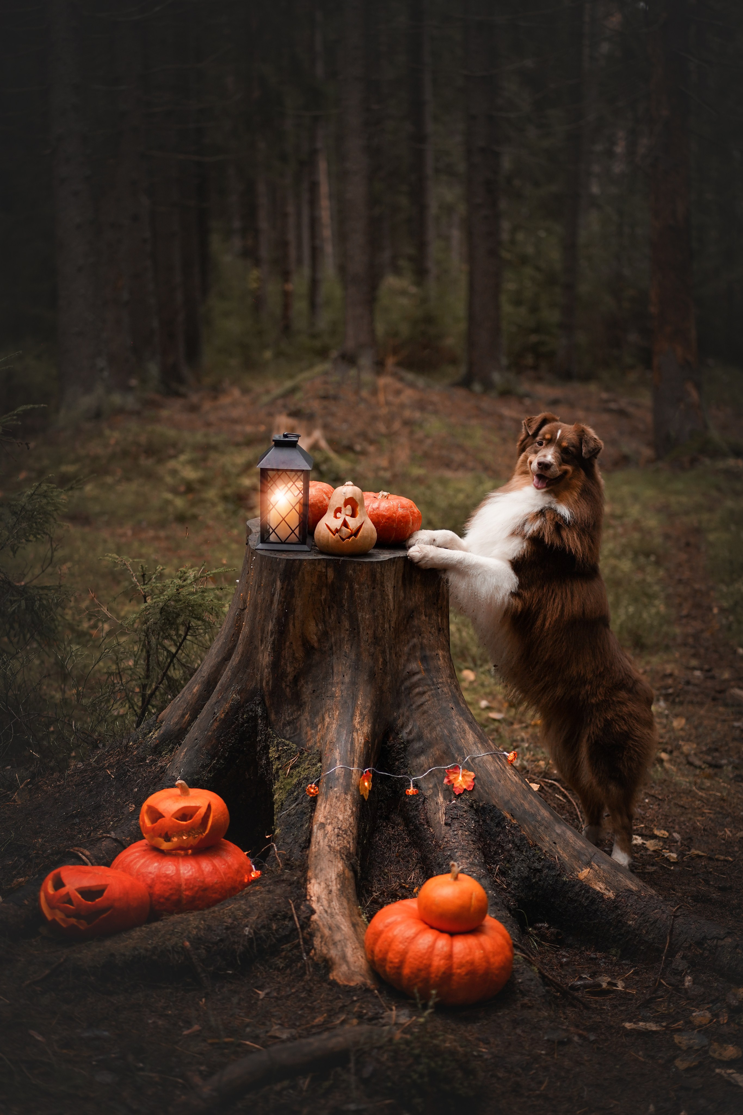 Аусси Хэллоуин 24. Фотограф-анималист в Санкт-Петербурге Яна Мартынова