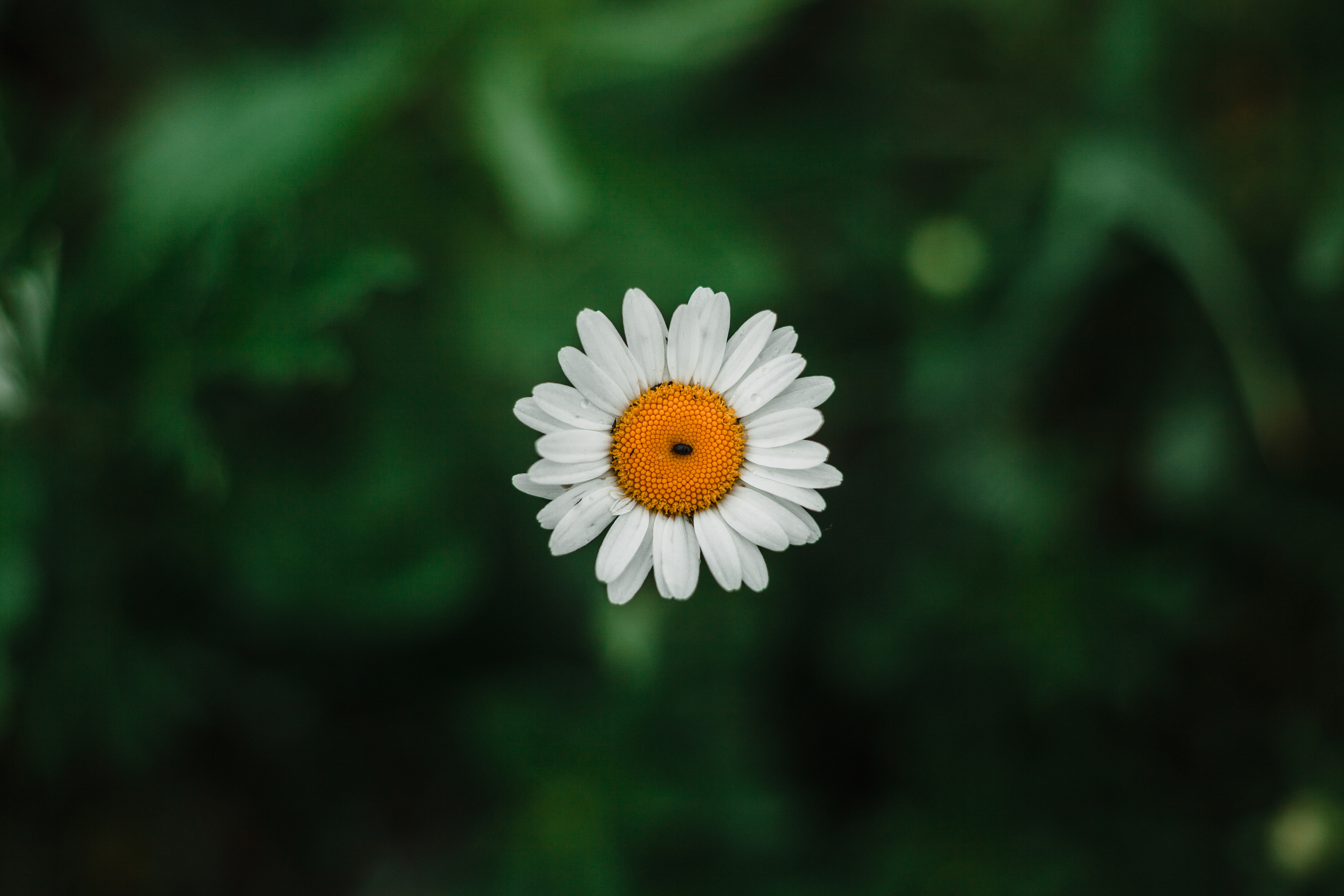 Татьяна. Семейный, женский и свадебный фотограф в Билибино и Горном Алтае