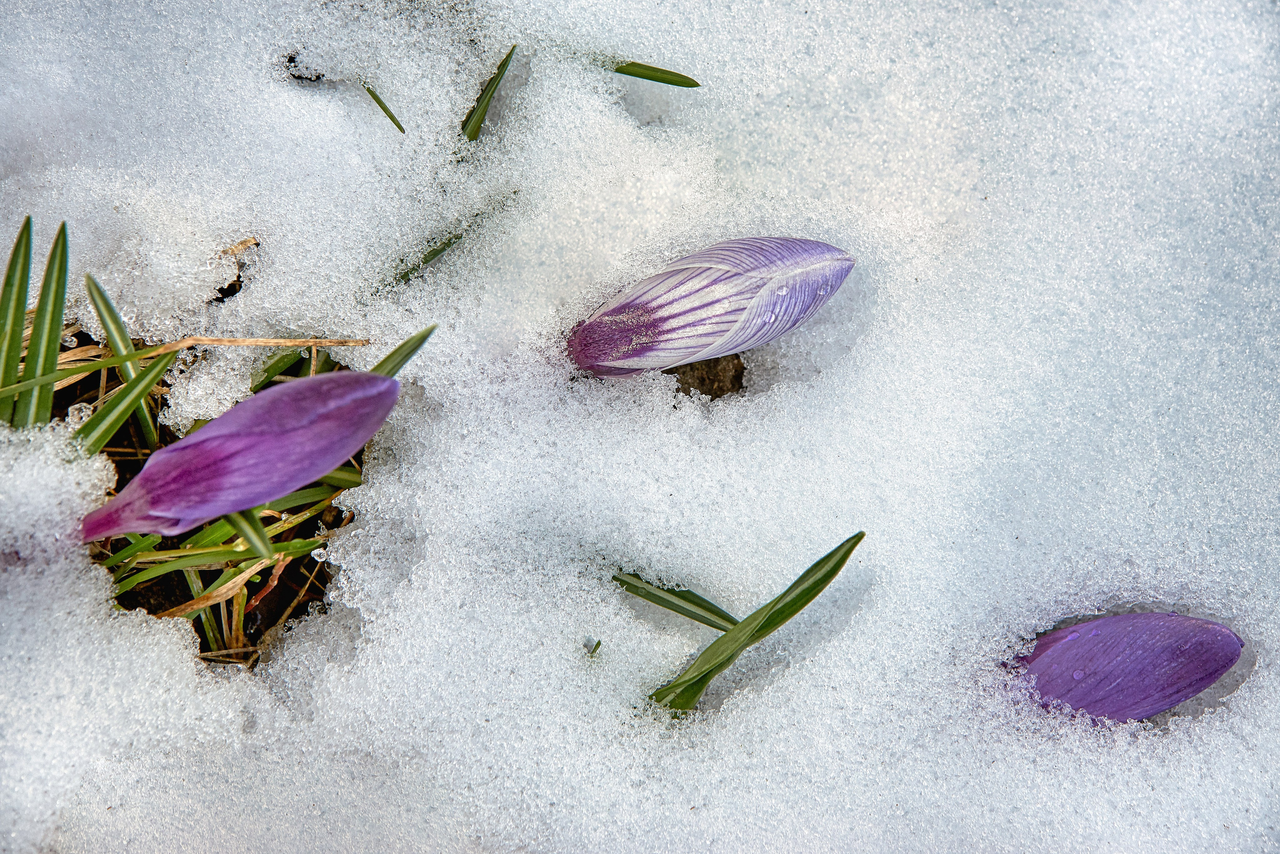 Наша мать — природа. Фотограф Владимир Артамонов