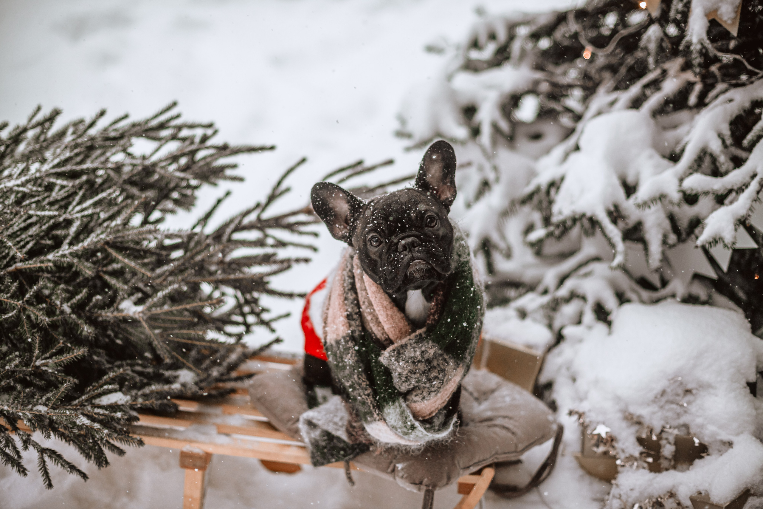 Кантри Хаус. Фотограф-анималист Татьяна Степанова