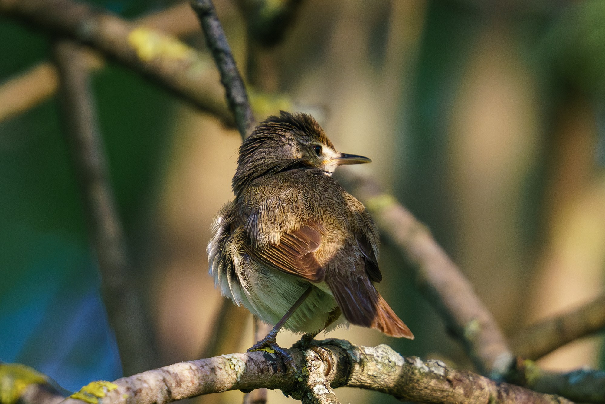 Удивительные мир птиц. Вокруг нас столько прекрасного — присмотритесь!. Ваш личный фотограф Марина Волкова