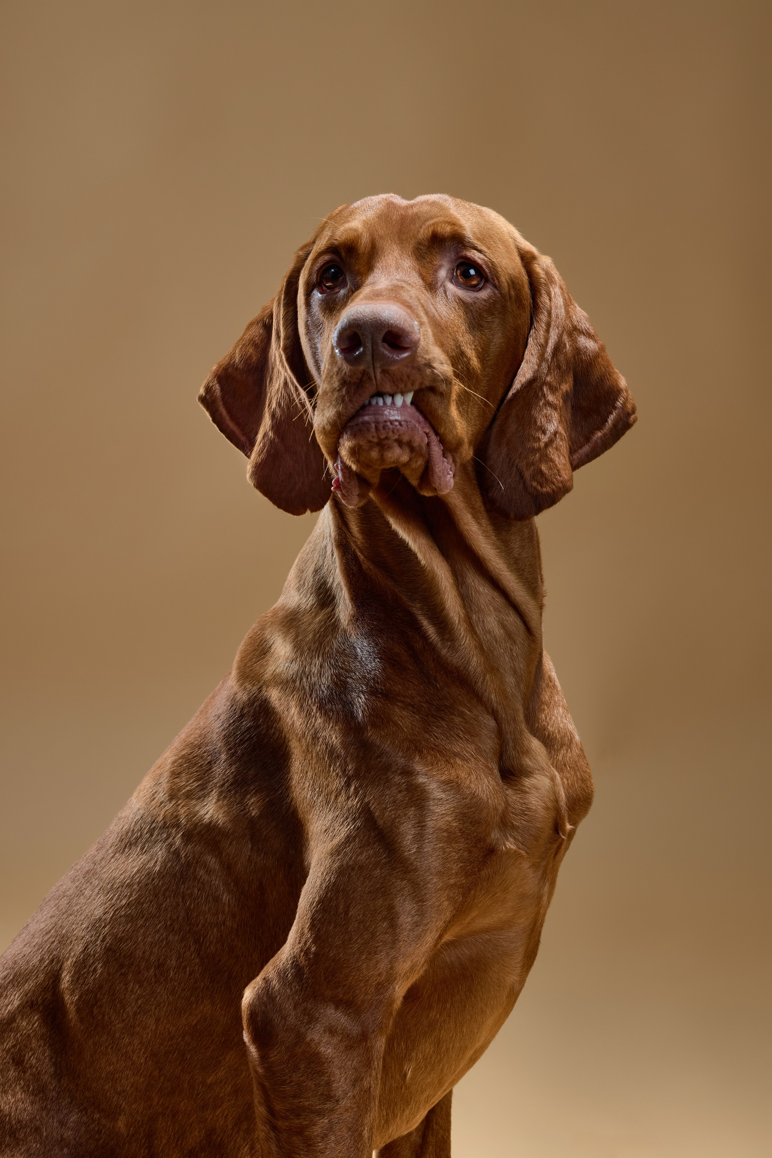 Pet photography. Фотограф Макс Давыдов