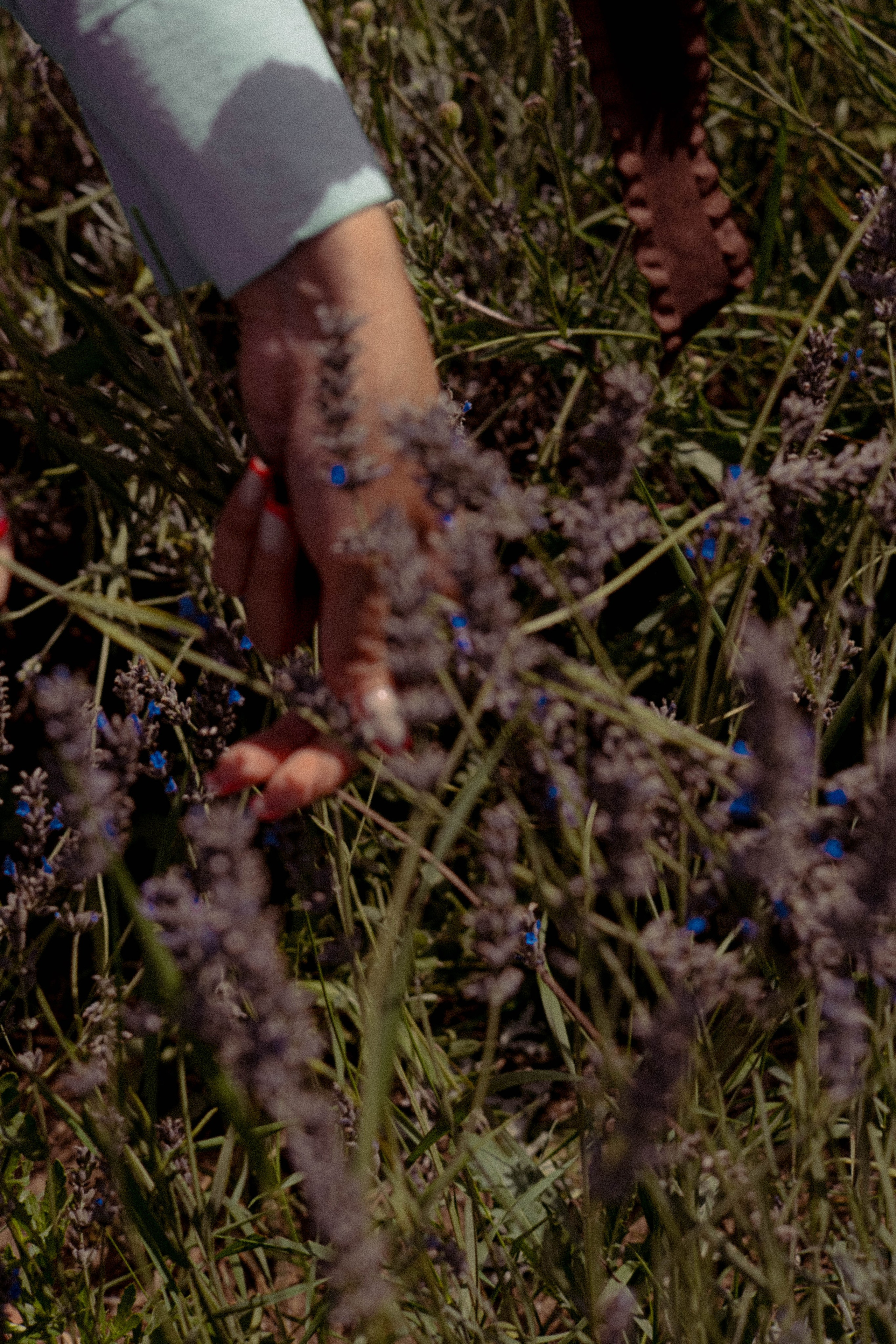 ЛАВАНВОДОВОЕ ПОЛЕ. Профессиональный фотограф, Санкт-Петербург — Виктория Богомолова