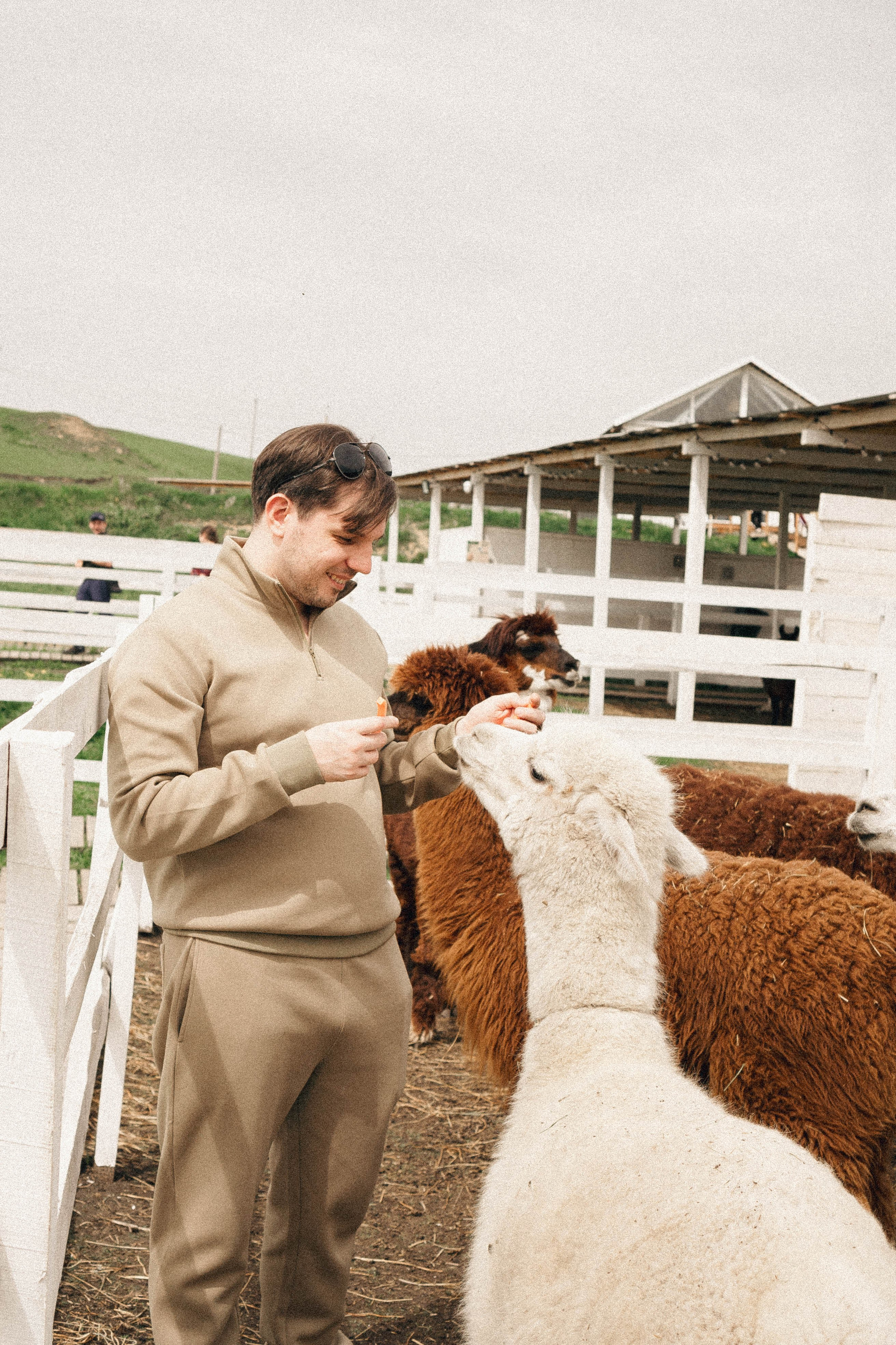 Ферма Альпак. Профессиональный фотограф, Санкт-Петербург — Виктория Богомолова