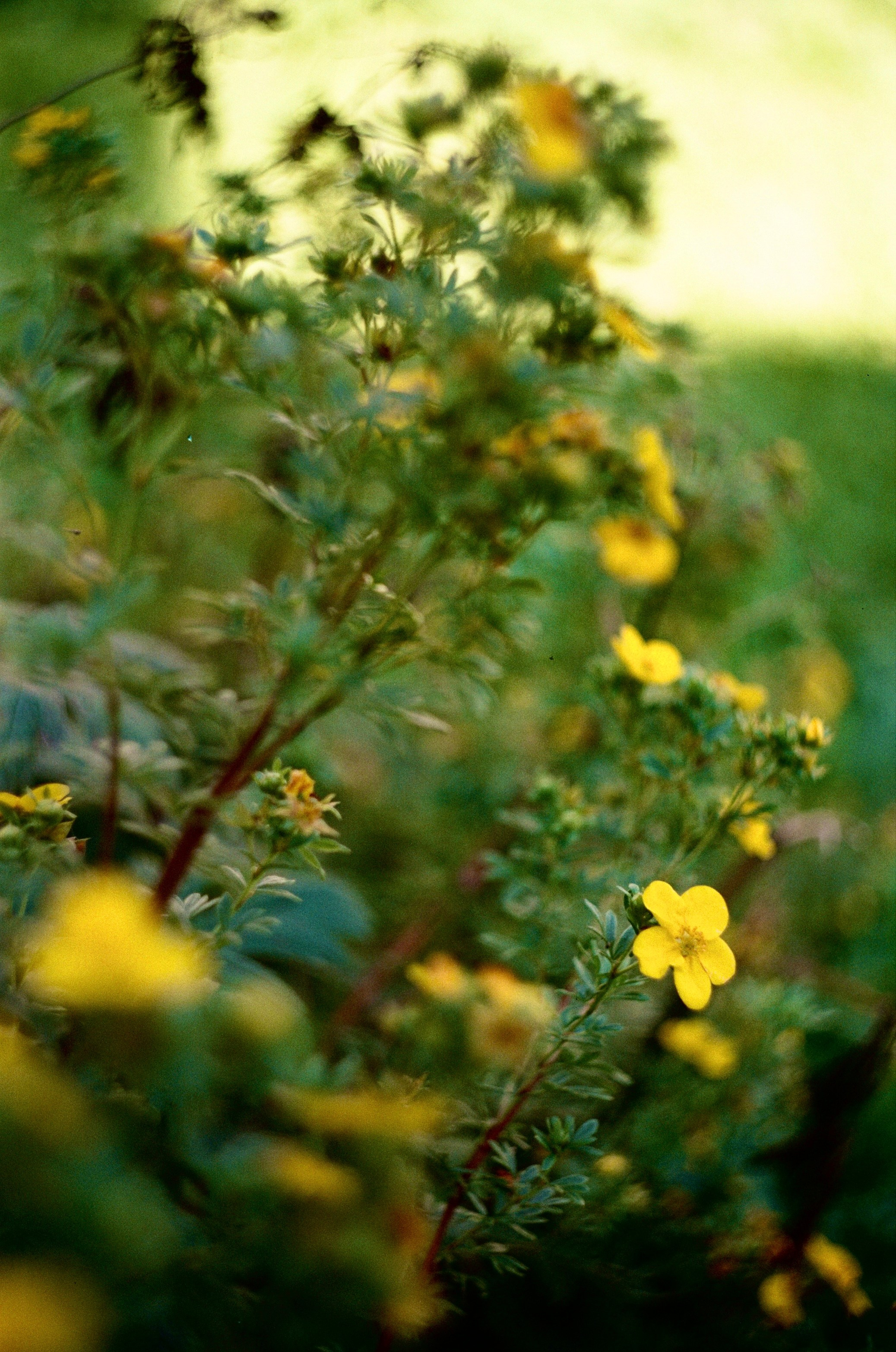 Пленка. Фотограф Синицына Анна