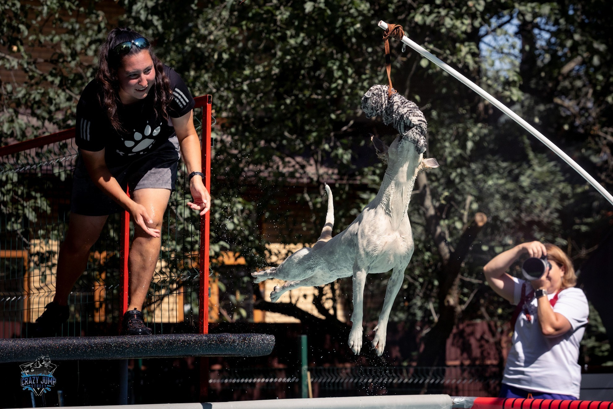 Собаки, спорт, Док дайвинг. Свадебный и репортажный фотограф в Москве и Московской области