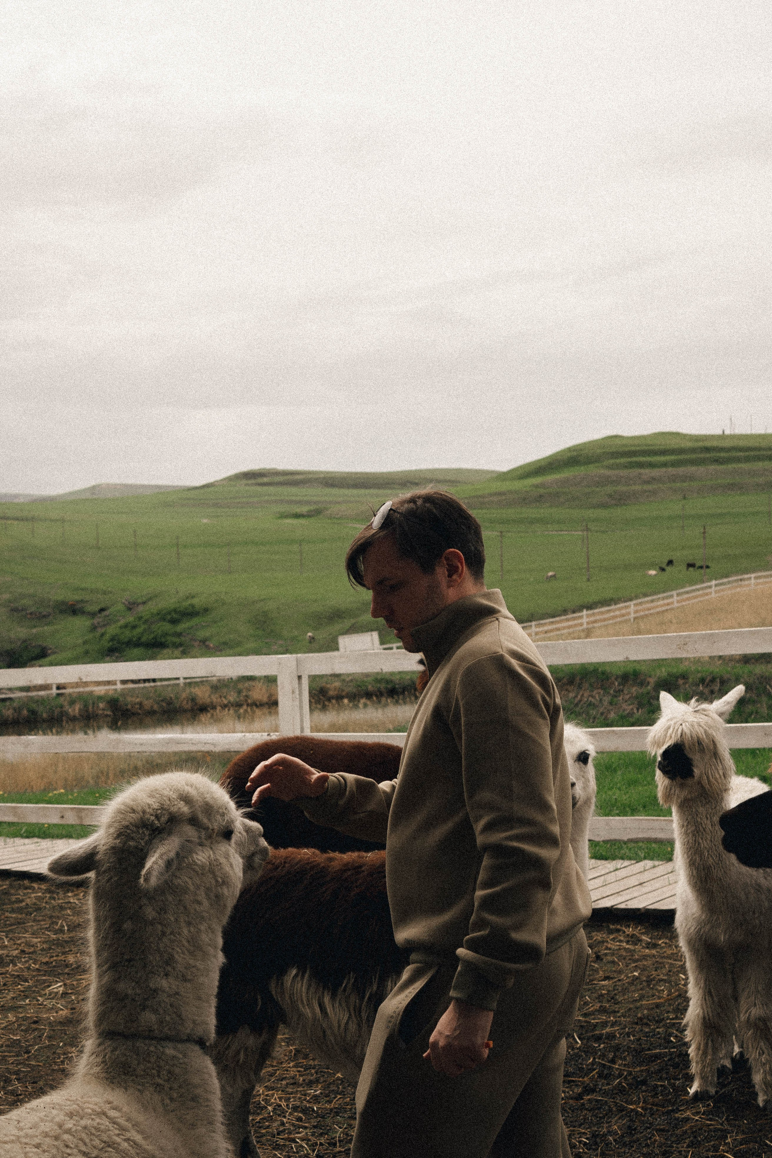 Ферма Альпак. Профессиональный фотограф, Санкт-Петербург — Виктория Богомолова