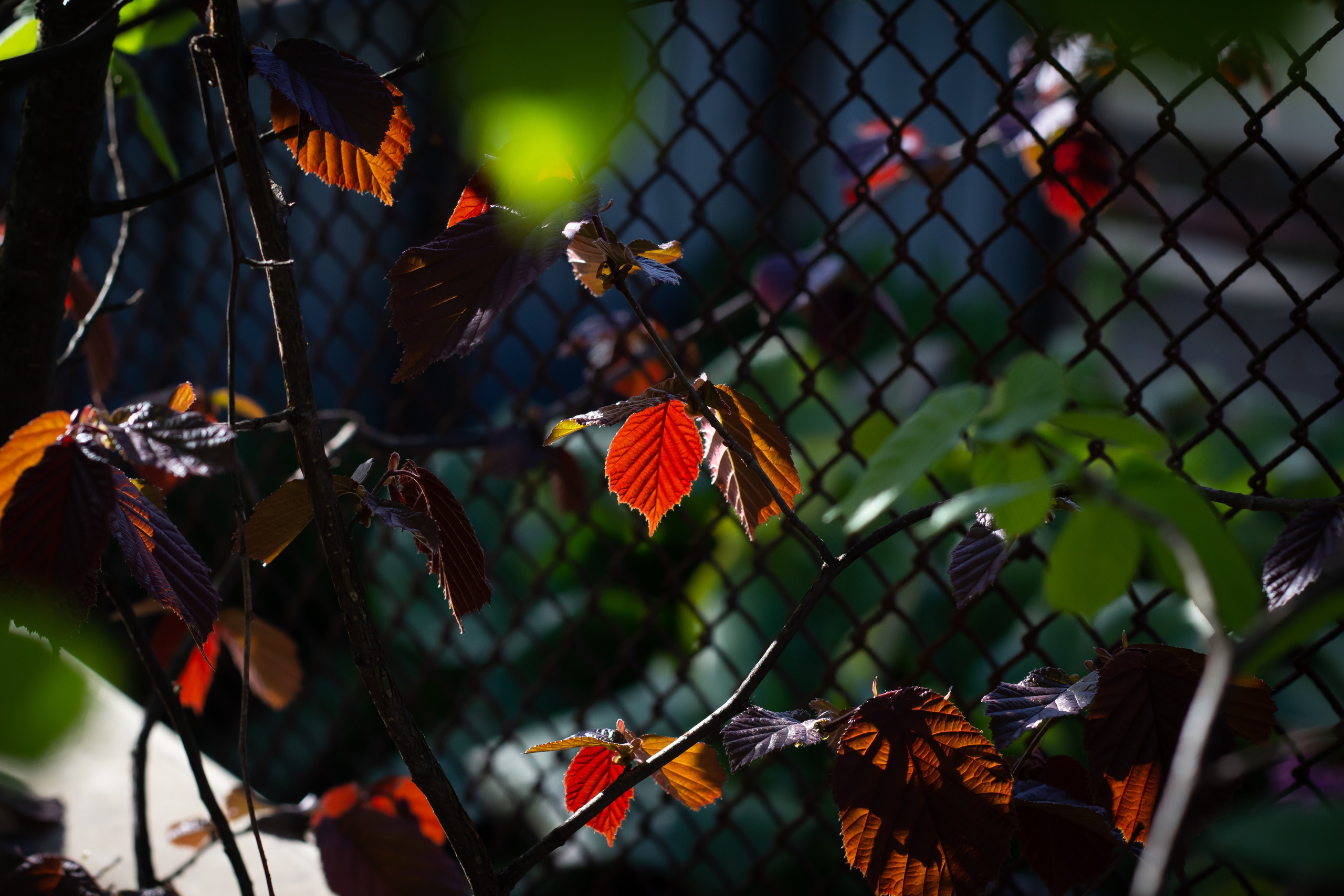 Природа. Polyframe