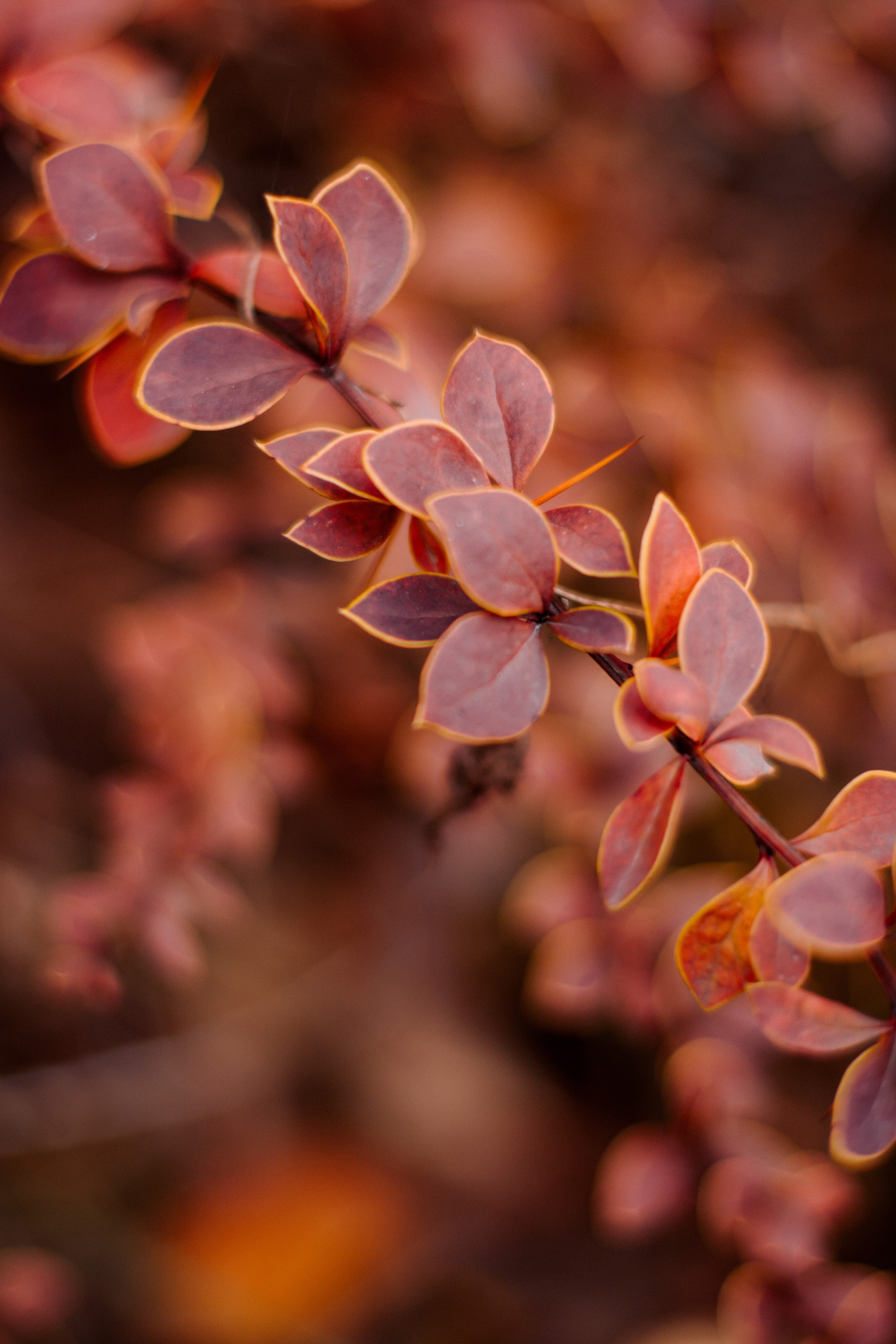 Flowers. Фотографирую искусство в Хабаровске