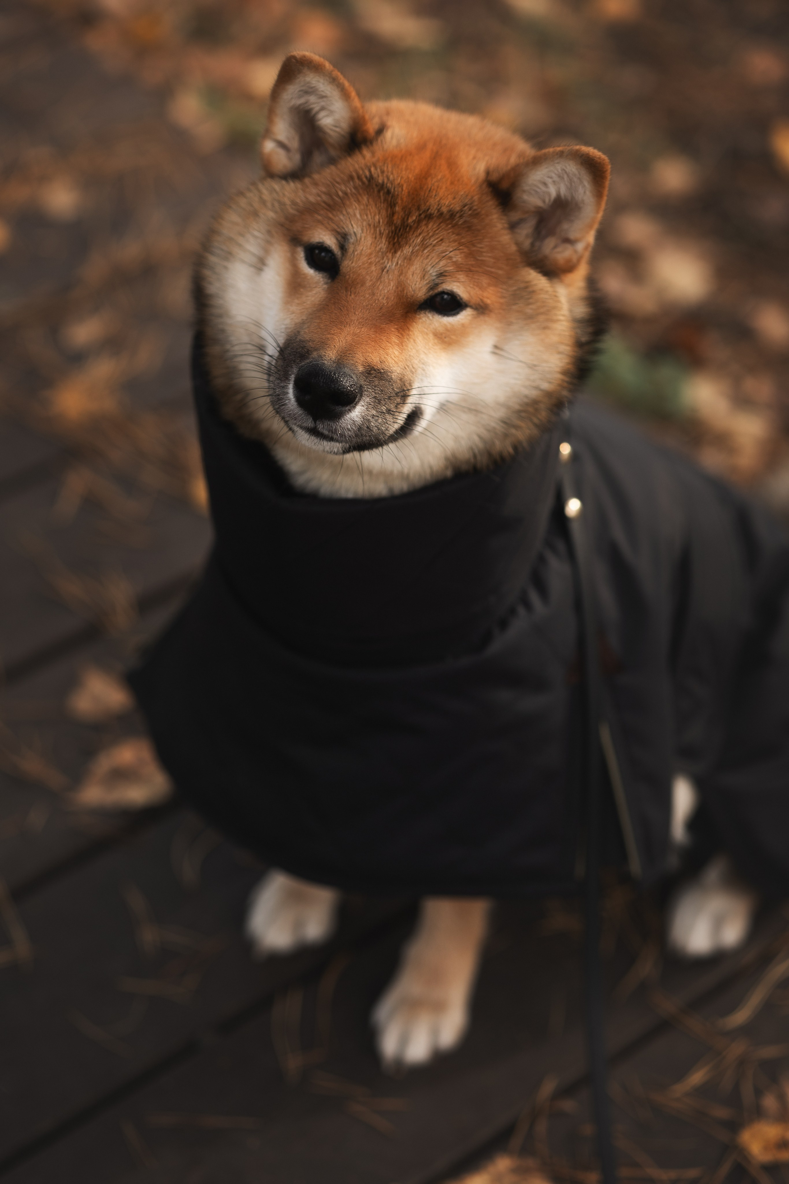 Оши | Сиба-Ину |. Фотограф