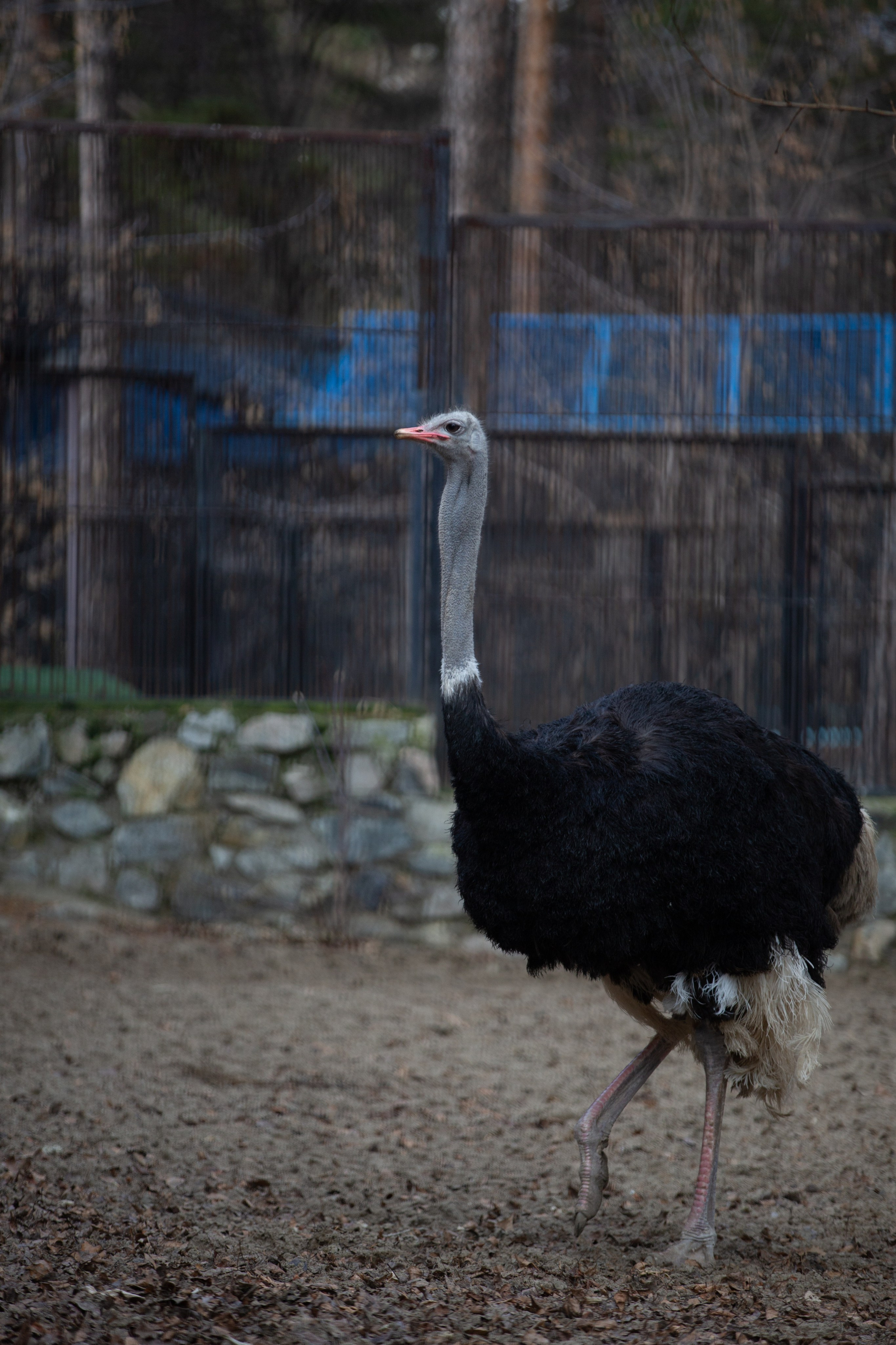 Г. Новосибирск. Студия Максима Белослюдцева