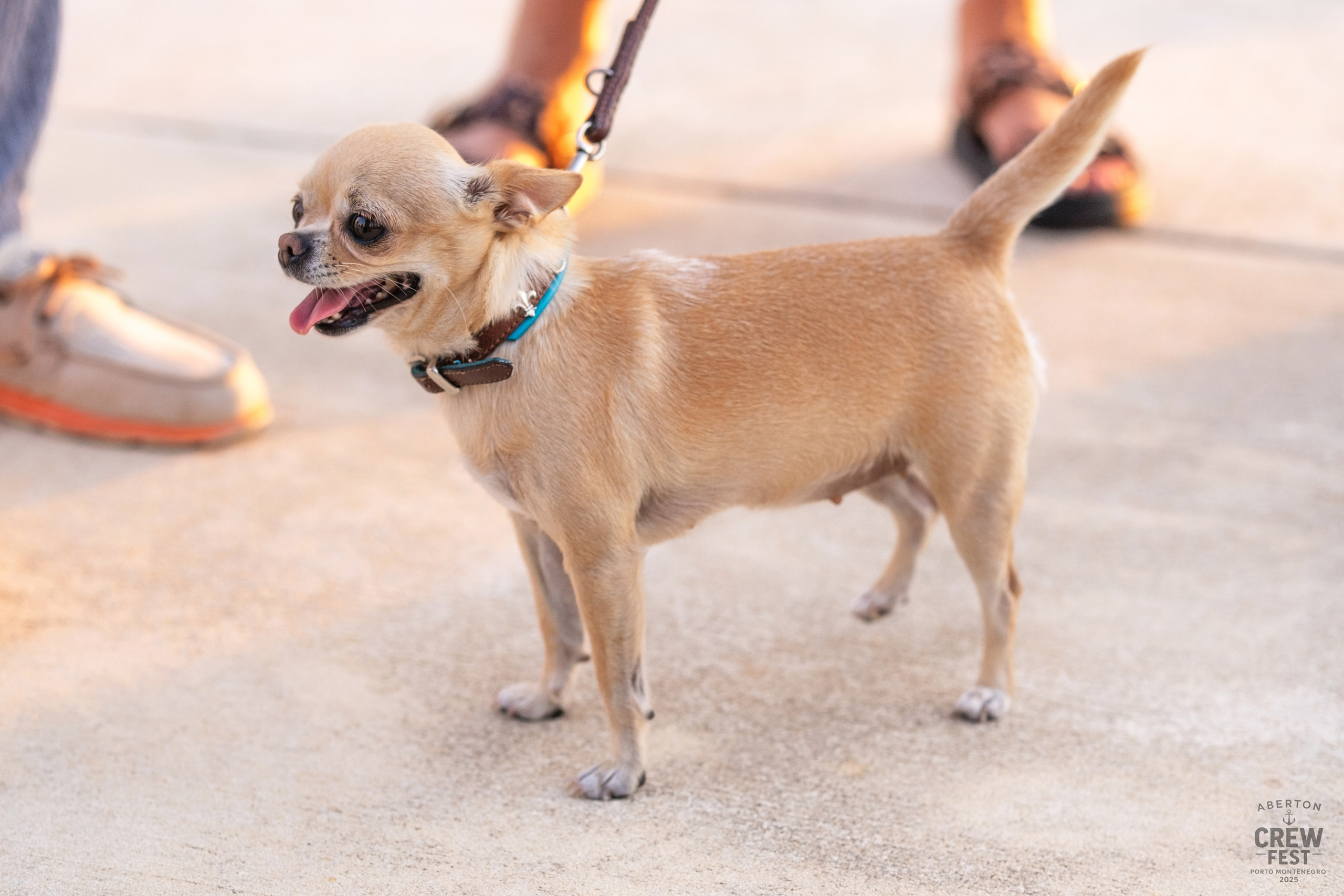 Aberton Crew Fest. Family and wedding photographer in Montenegro