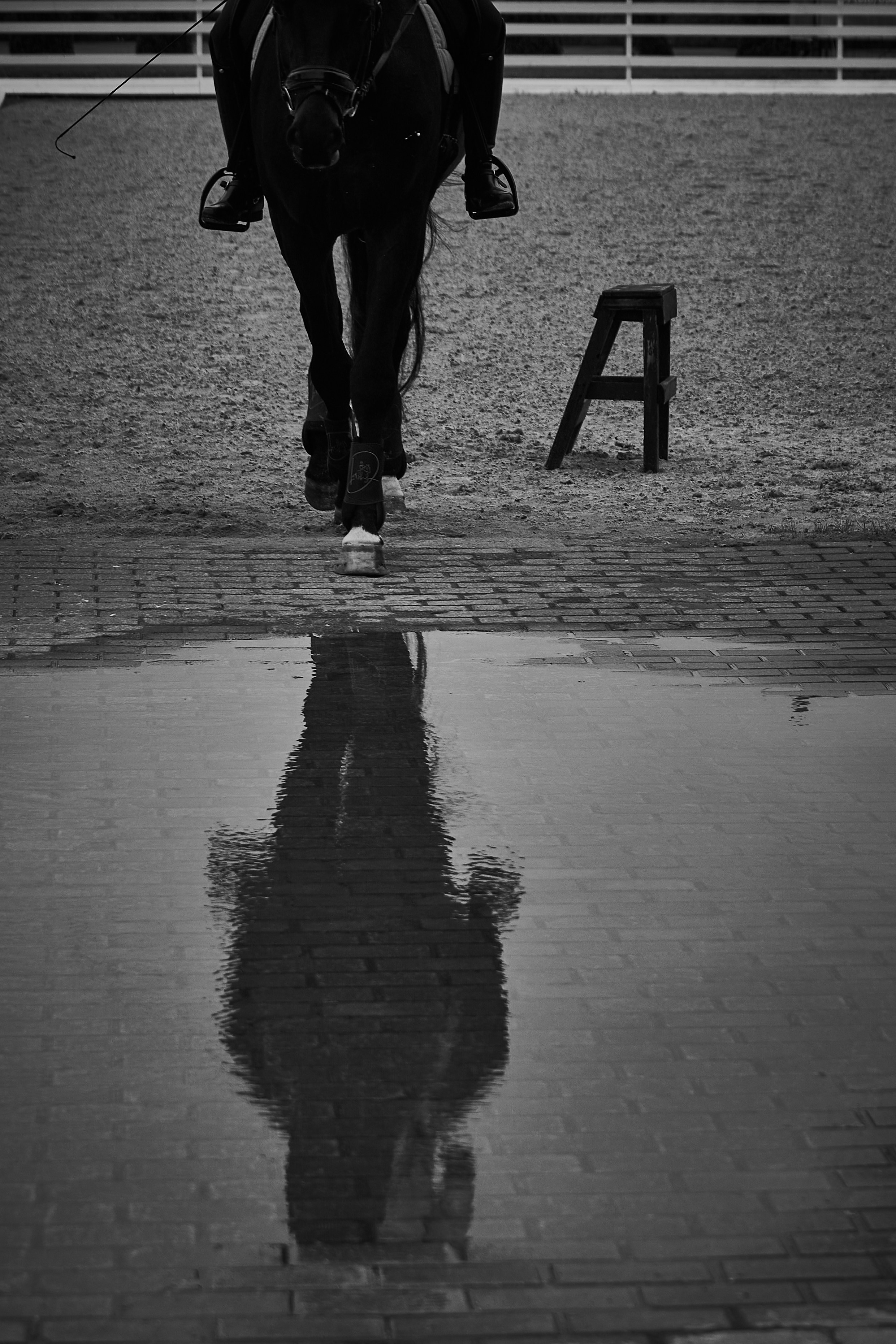 Анна и Наполи. Фотосессии с лошадьми в Москве, Новосибирске