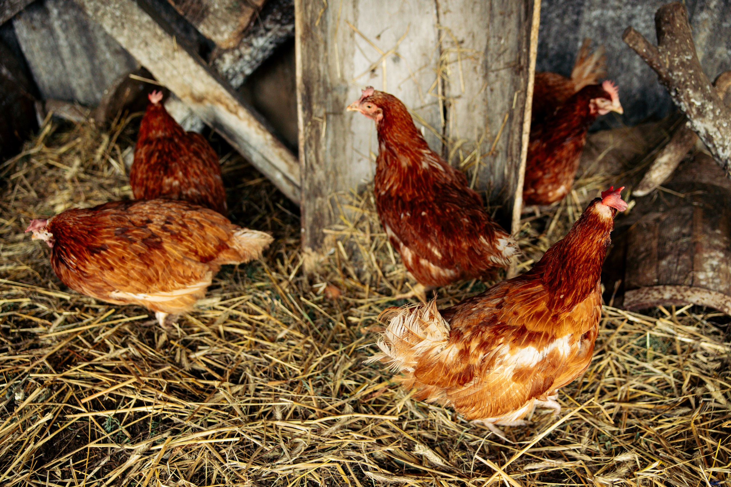 ХОЛОП -тематический праздник. Свадебный фотограф Минск РБ