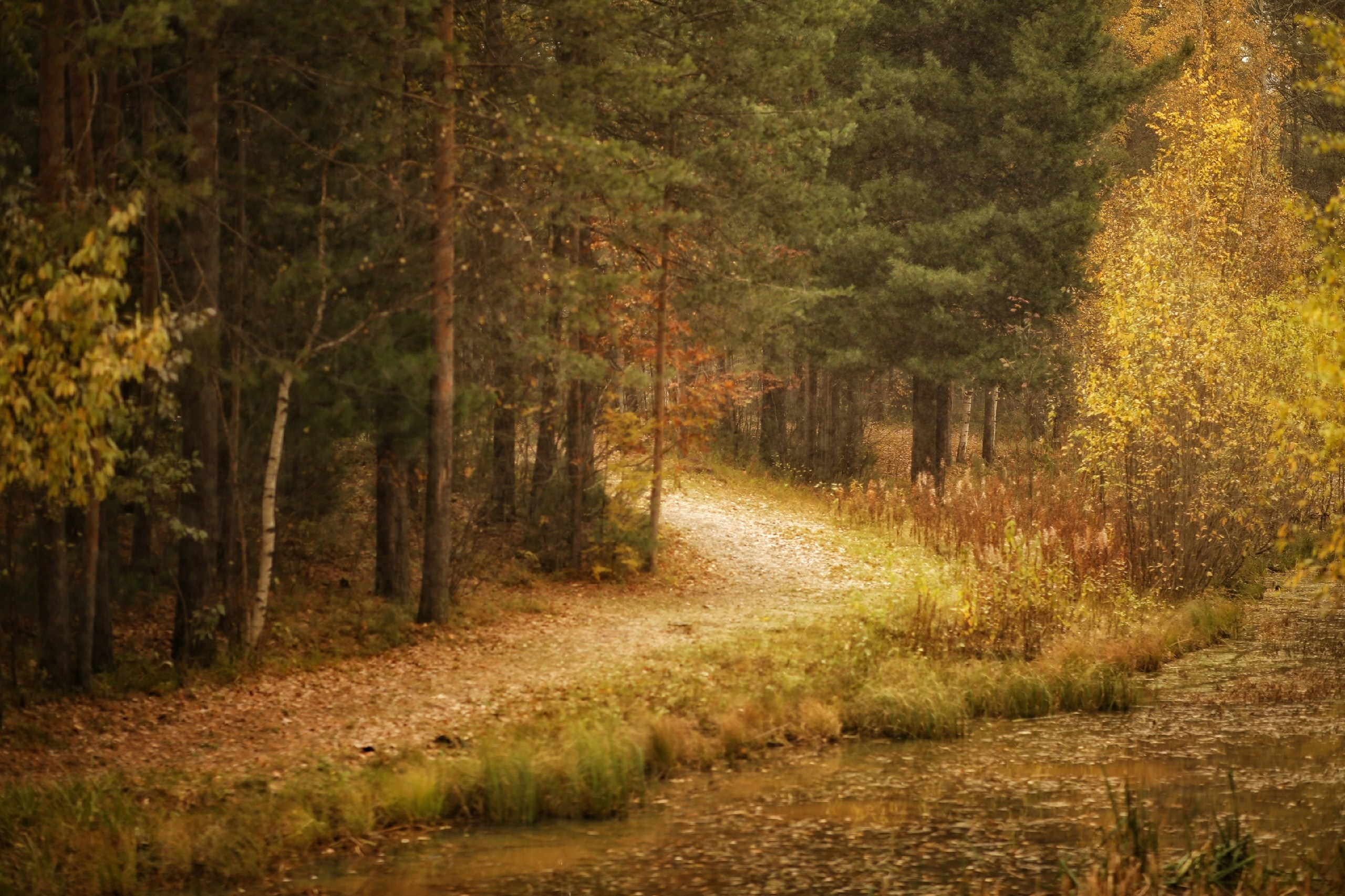 Осень. Фотограф в г. Сургуте Марина Киприна
